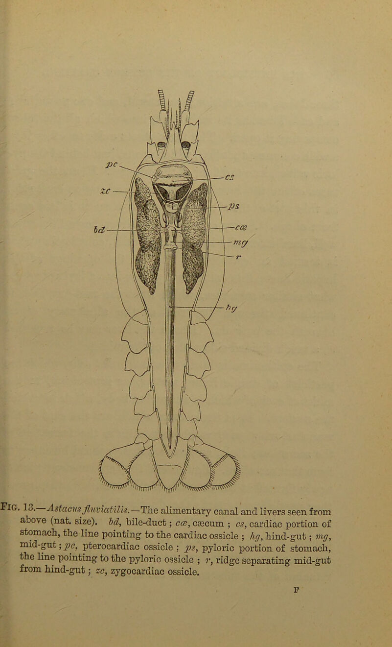 iGr, 13. Astacns finviatU'is.—The alimentary canal and livers seen from above (nat. size), hd, bile-duct; ecs, cascum ; cs, cardiac portion of stomach, the line pointing' to the cardiac ossicle ; hg, hind-gut; in.g, mid-gut; gjo, pterocardiac ossicle ; pyloric portion of stomach, the line pointing to the pyloric ossicle ; r, ridge separating mid-gut from hind-gut; zc, zygocardiac ossicle. p