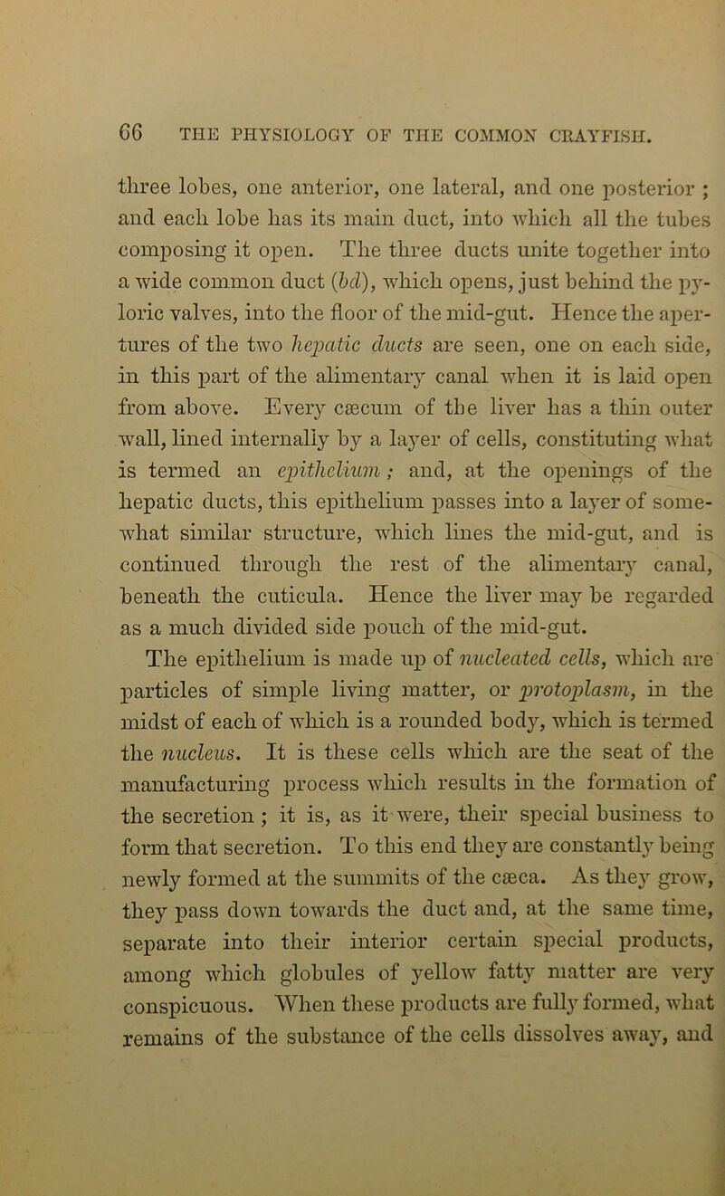 three lobes, one anterior, one lateral, and one posterior ; and each lobe has its main duct, into Avhich all the tubes composing it open. The three ducts unite together into a wide common duct (bd), which opens, just behind the ji}'- loric valves, into the floor of the mid-gut. Hence the aper- tures of the two heijatic ducts are seen, one on each side, in this part of the alimentary canal when it is laid open from above. Every c£ecum of the liver has a thin outer wall, lined internally by a layer of cells, constituting what is termed an e2nthelmin; and, at the openings of the hepatic ducts, this epithelium passes into a layer of some- what similar structure, which lines the mid-gut, and is continued through the rest of the alimentary canal, beneath the cuticula. Hence the liver may be regarded as a much divided side pouch of the mid-gut. The epithelium is made up of nucleated cells, which are j)articles of simple living matter, or ])rotoplasm, in the midst of each of which is a rounded body, which is termed the nucleus. It is these cells which are the seat of the manufacturing process which results in the formation of the secretion; it is, as it were, their special business to form that secretion. To this end they are constantly being newly formed at the summits of the caeca. As the} grow, they pass down towards the duct and, at the same time, separate into their interior certain special products, among which globules of yellow fatty matter are very conspicuous. When these products are fully formed, what remains of the substance of the cells dissolves away, and