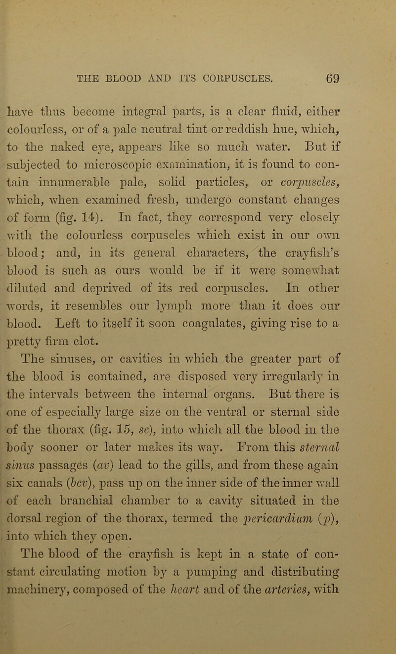 have thus become integral parts, is a clear fluid, either colourless, or of a pale neutral tint or reddish hue, which, to the naked e^^e, appears like so much water. But if subjected to microscopic examination, it is found to con- tain innumerable pale, solid particles, or corpuscles, which, when examined fresh, undergo constant changes of form (fig. 14). In fact, they correspond very closely vuth the colourless corpuscles which exist in our own blood; and, in its general characters, the crayfish’s blood is such as ours would be if it were somewhat diluted and deprived of its red corpuscles. In other words, it resembles our lymph more than it does our blood. Left to itself it soon coagulates, giving rise to a pretty firm clot. The sinuses, or cavities in which the greater part of the blood is contained, are disposed very irregularl}’’ in the intervals between the internal organs. But there is one of especially'- large size on the ventral or sternal side of the thorax (fig. 15, sc), into which all the blood in the body sooner or later ma,kes its way. From this sternal sinus passages (av) lead to the gills, and from these again six canals (bcv), pass up on the inner side of the inner wall of each branchial chamber to a cavity situated in the dorsal region of the thorax, termed the pericardium {p), into which they open. The blood of the cray^fish is kept in a state of con- stant circulating motion by’- a pumping and distributing machineiy, composed of the heart and of the arteries, with