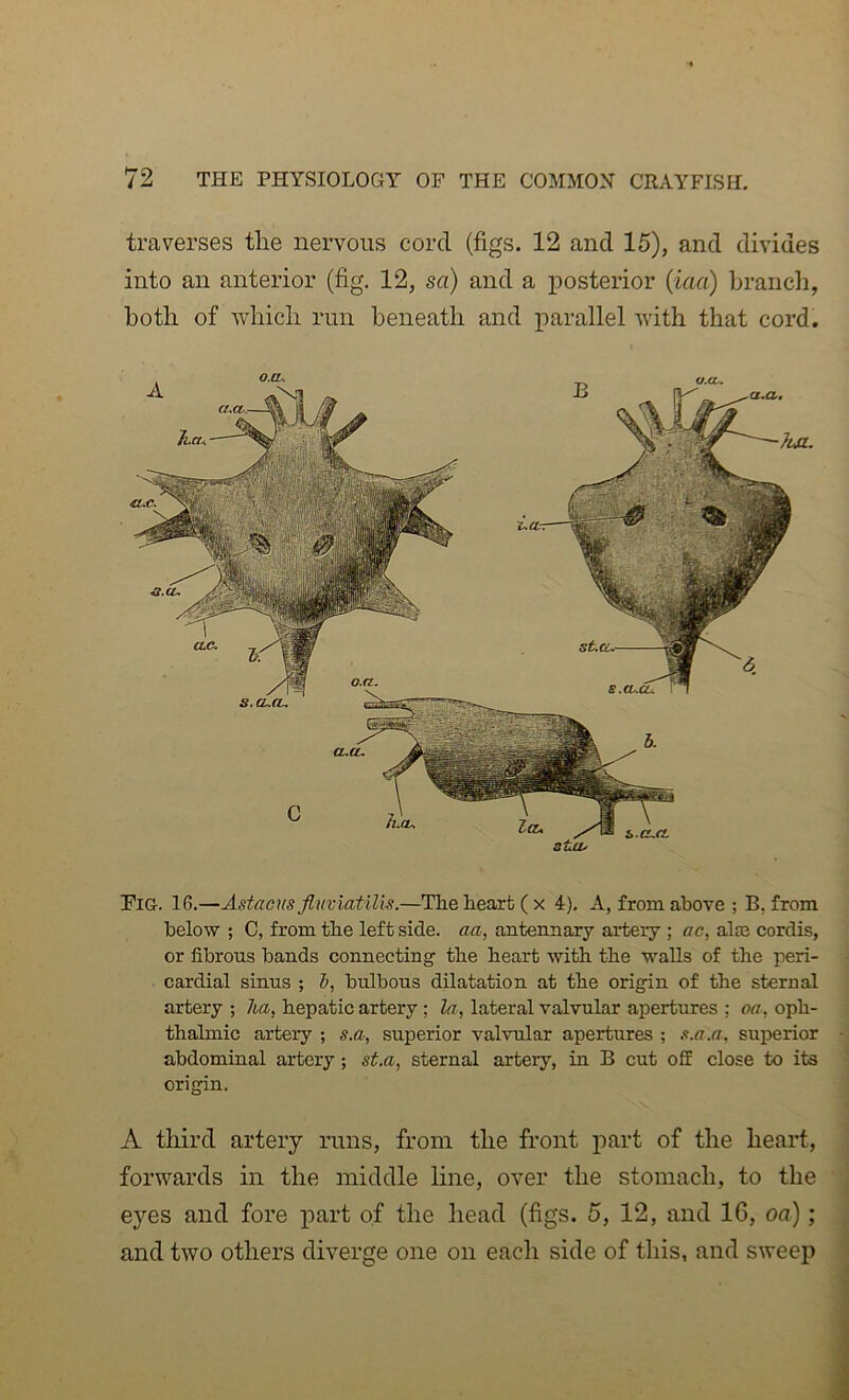 traverses tlie nervous cord (figs. 12 and 15), and divides into an anterior (fig. 12, sa) and a posterior (iaa) branch, both of which run beneath and parallel with that cord. O.tL^ t§ rr 8uCU Pig. 1G.—Astacns Jluviatilis.—The heart (x 4). A, from above ; B, from below ; 0, from the left side, aa, antennary artery ; ac, ala3 cordis, or fibrous bands connecting the heart with the walls of the peri- ; cardial sinus ; i, bulbous dilatation at the origin of the sternal ] artery ; ha, hepatic artery ; la-, lateral valvular apertures ; oa, oph- thalmic artery ; s.a, superior valvular apertures ; s.a.a, superior abdominal artery; st.a, sternal artery, in B cut off close to its origin. A third artery runs, from the front part of the heart, i forwards in the middle line, over the stomach, to the ■; eyes and fore part of the head (figs. 5, 12, and 16, oa); and two others diverge one on each side of this, and sweep