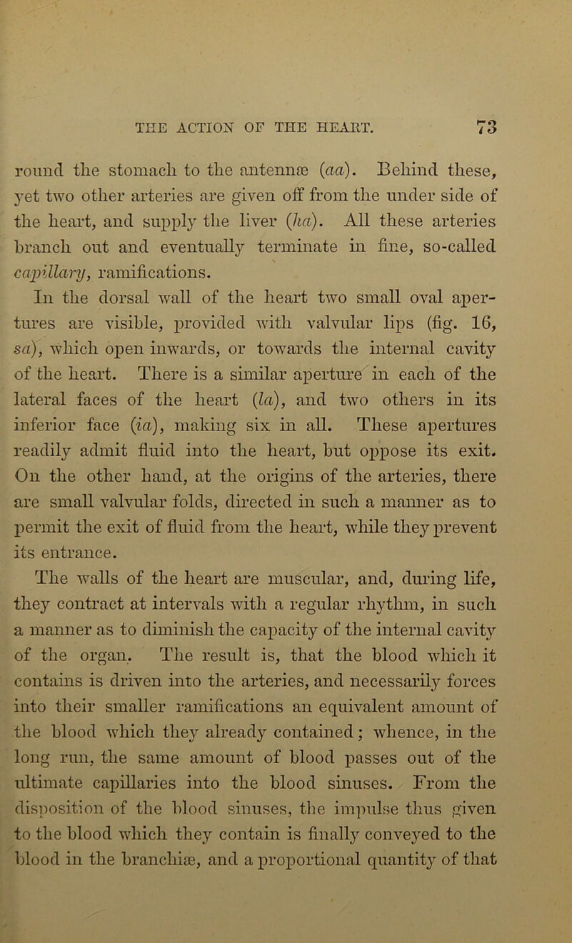 round the stomach to the antennas (aa). Behind these, 3'et two other arteries are given off from the under side of the heart, and supisly the liver {ha). All these arteries branch out and eventually terminate in fine, so-called cajnllary, ramifications. In the dorsal wall of the heart two small oval aper- tures are visible, provided with valvular lips (fig. 16, sa), which open inwards, or towards the internal cavity of the heart. There is a similar aperture in each of the lateral faces of the heart (la), and two others in its inferior face (ia), making six in all. These apertures readily admit fluid into the heart, hut o^jpose its exit. On the other hand, at the origins of the arteries, there are small valvular folds, directed in such a manner as to permit the exit of fluid from the heart, while they prevent its entrance. The Avails of the heart are muscular, and, during life, they contract at inten'-als with a regular rhythm, in such a manner as to diminish the capacity of the internal caAuty of the organ. The result is, that the blood Avhich it contains is driven into the arteries, and necessarily forces into their smaller ramifications an equAalent amount of the blood Avhich they already contained; whence, in the long run, the same amount of blood passes out of the ultimate capillaries into the blood sinuses. From the disposition of the blood sinuses, the impulse thus given to the blood Avhich they contain is finall}^ coiiA^eyed to the blood in the branchite, and a proportional quantity of that