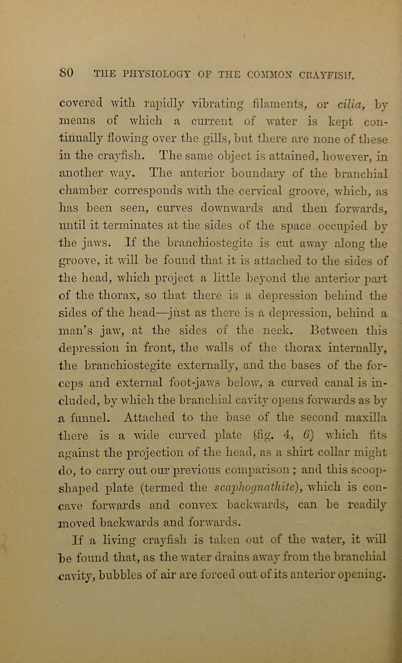 covered with rapidly vibrating filaments, or cilia, by means of which a current of water is kept con- tinually flowing over the gills, but there are none of these in the crayfish. The same object is attained, however, in another way. The anterior boundary of the branchial chamber corres]3onds with the cervical groove, which, as has been seen, curves downwards and then forwards, until it terminates at the sides of the space occupied by the jaws. If the branchiostegite is cut awa}-- along the groove, it will be found that it is attached to the sides of the head, which project a little beyond the anterior part of the thorax, so that there is a depression behind the sides of the head—just as thei’e is a depression, behind a man’s jaw, at the sides of the neck. Between this depression in front, the walls of the thorax internall}', the branchiostegite externally, and the bases of the for- ceps and external foot-jaws below, a curved canal is in- cluded, by which the branchial cavity opens forwards as by a funnel. Attached to the base of the second maxilla there is a wide curved plate (fig. 4, 6) which fits against the projection of the head, as a shirt collar might do, to carry out our previous comixarison ; and this scoop- shaped plate (termed the scaiihognathite), which is con- cave forwards and convex backwards, can be readily moved backwards and forwards. If a living crayfish is taken out of the water, it will be found that, as the water drains away from the branchial cavity, bubbles of air are forced out of its anterior opening.