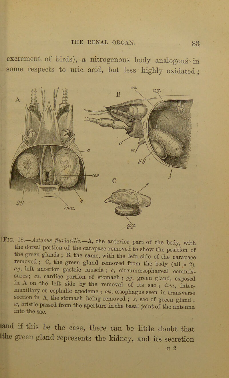 excrement of birds), a nitrogenous body analogous* in some respects to uric acid, but less biglily oxidated; IFig. IS.—Astacnsfluviatilis.—A, the anterior part of the body, with the dorsal portion of the carapace removed to show the position of the green glands ; B, the same, with the left side of the carapace removed ; C, the green gland removed from the body (all x 2). 0(1, left anterior gastric muscle ; c, circumoesophageal commis- sures ; cs, cardiac portion of stomach ; gg. green gland, exposed in A on the left side by the removal of its sac ; ima, inter.- maxilla^ or cephalic apodeme ; css, oesophagus seen in transverse section in A, the stomach being removed ; s, sac of green gland ; X, bristle passed from the aperture in the basal joint of the antenna into the sac. Band if this be the case, there can be little doubt that tthe green gland represents the kidney, and its secretion