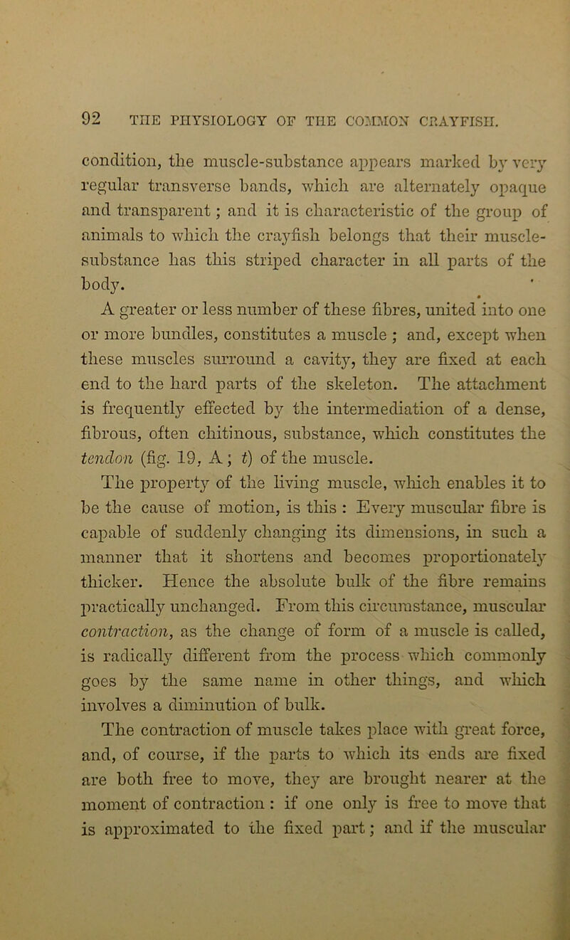 condition, the muscle-substance appears marked by veiy regular transverse bands, which are alternately opaque and transparent; and it is characteristic of the group of animals to which the crayfish belongs that their muscle- substance has this striped character in all parts of the body. A greater or less number of these fibres, united into one or more bundles, constitutes a muscle ; and, except when these muscles surround a cavity, they are fixed at each end to the hard parts of the skeleton. The attachment is frequently effected by the intermediation of a dense, fibrous, often chitinous, substance, which constitutes the tendon (fig. 19, A; t) of the muscle. The property'- of the living muscle, wliich enables it to be the cause of motion, is this : Every muscular fibre is capable of suddenly changing its dimensions, in such a manner that it shortens and becomes j>roportionately thicker. Hence the absolute bulk of the fibre remains practically unchanged. From this circumstance, muscular contraction, as the change of form of a muscle is called, is radically different from the process wliich commonly ^ goes by the same name in other things, and which involves a diminution of bulk. . • The contraction of muscle takes place with gTeat force, ^ and, of course, if the parts to which its ends ai-e fixed are both free to move, they are brought nearer at the moment of contraction : if one only is free to move that is approximated to the fixed part; and if the muscular