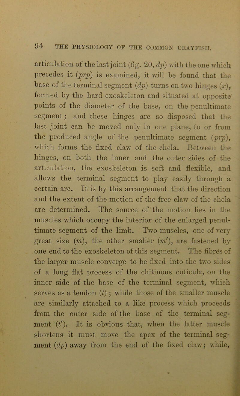 articulation of the last joint (fig. 20, cli^) -with the one -which in’ececles it (pp) is examined, it will he found that the base of the terminal segment {dp) turns on two hinges {x), formed by the hard exoskeleton and situated at opj^osite points of the diameter of the base, on the penultimate segment; and these hinges are so disposed that the last joint can he moved only in one plane, to or from the produced angle of the penultimate segment (prj)), which forms the fixed claw of the chela. Between the hinges, on both the inner and the outer sides of the articulation, the exoskeleton is soft and flexible, and allows the termmal segment to play easily through a certain arc. It is this arrangement that the direction and the extent of the motion of the free claw of the chela are determined. The source of the motion lies in the muscles which occupy the interior of the enlarged penul- timate segment of the limb. Two muscles, one of verj^ great size {m), the other smaller (m'), are fastened by one end to the exoskeleton of this segment. The fibres of the larger muscle converge to he fixed into the two sides of a long flat jDrocess of the chitinous cuticula, on the ' inner side of the base of the termmal segment, which j serves as a tendon (t); while those of the smaller muscle ] are similarly attached to a like process which proceeds - from the outer side of the base of the terminal seg- I ment {t'). It is obvious that, when the latter muscle 1 shortens it must move the apex of the terminal seg- I ment {djj) away from the end of the fixed claw; while, I