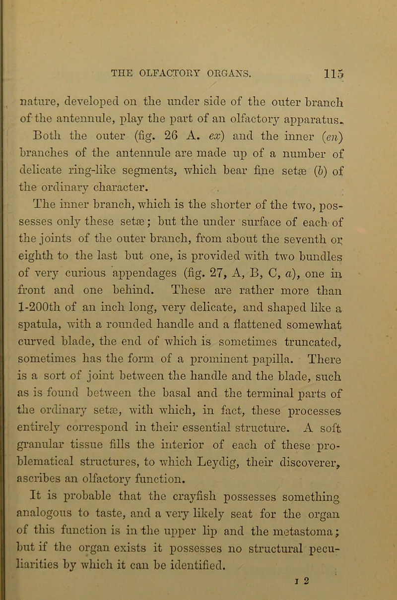 nature, developed on tlie under side of the outer branch of the antennule, play the part of an olfactory apparatus. Both the outer (fig. 26 A. ex) and the inner (en) branches of the antennule are made up of a number of delicate ring-like segments, which bear fine setse (5) of the ordinary character. The inner branch, which is the shorter of the two, pos- sesses only these set£e; but the under surface of each' of the joints of the outer branch, from about the seventh op eighth to the last but one, is provided with two bundles of very curious appendages (fig. 27, A, B, C, a), one in front and one behind. These are rather more than l-200th of an inch long, very delicate, and shaped like a spatula, with a rounded handle and a flattened somewhat curved blade, the end of which is sometimes truncated, sometimes has the form of a prominent papilla. There is a sort of joint between the handle and the blade, such as is found between the basal and the terminal parts of the ordinary setoe, with which, in fact, these processes entirely correspond in their essential structure. A soft gi’anular tissue fills the interior of each of these pro- blematical structures, to which Leydig, their discoverer, ascribes an olfactory function. It is probable that the crayfish possesses something analogous to taste, and a veiy likely seat for the organ of this function is in the upper lip and the metastoma; but if the organ exists it possesses no structural pecu- liarities by which it can be identified.