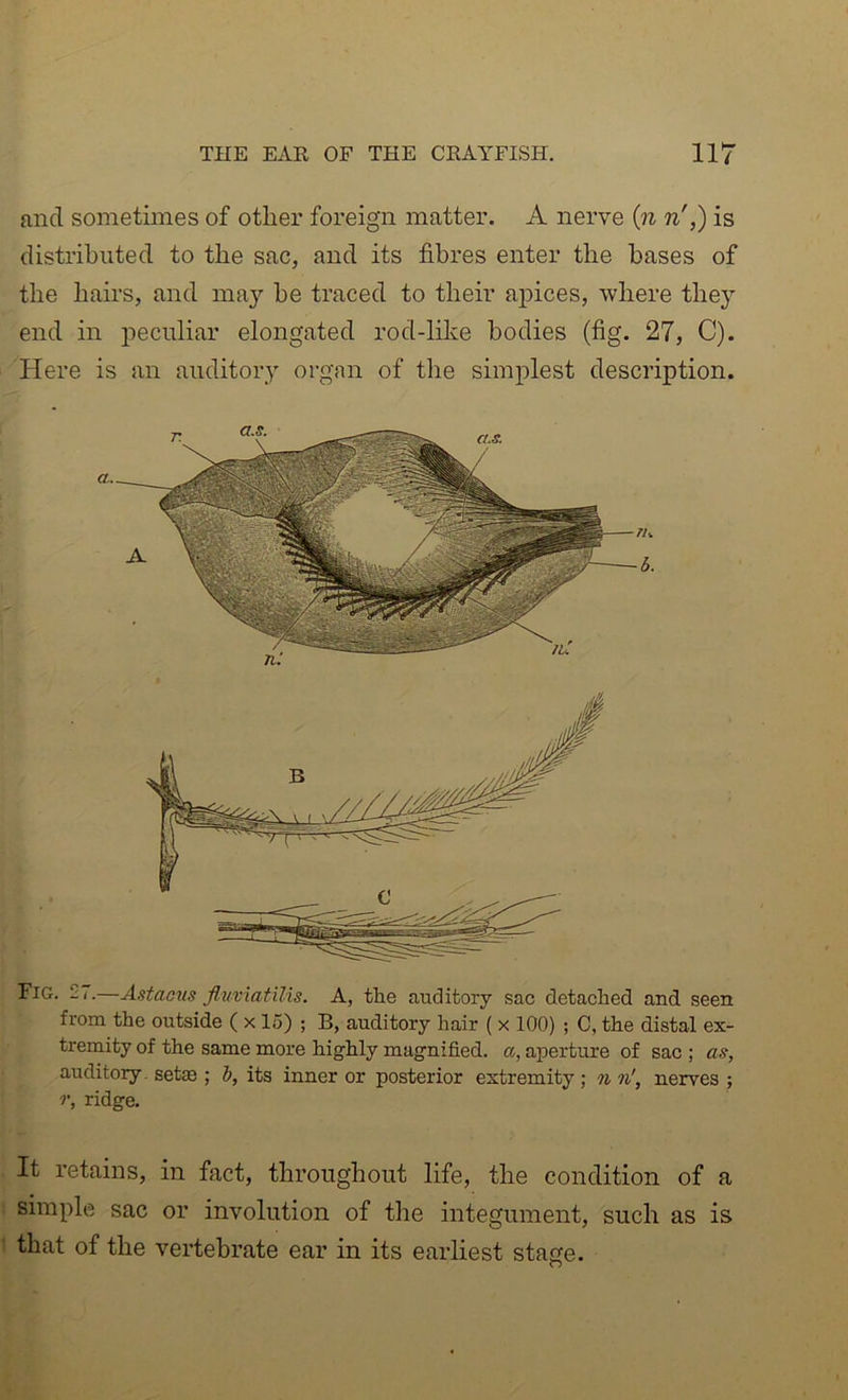 and sometimes of other foreign matter. A nerve (7^ n',) is distributed to the sac, and its fibres enter the bases of the hairs, and may he traced to their apices, where they end in peculiar elongated rod-like bodies (fig. 27, C). Here is an auditory orgnn of the simplest description. Fig. 2 /.—Astacus fluviatilis. A, the auditory sac detached and seen from the outside ( x 15) ; B, auditory hair ( x 100) ; C, the distal ex- tremity of the same more highly magnified, a, aperture of sac ; as, auditory, setae ; i, its inner or posterior extremity ; n n', nerves ; r, ridge. It retains, in fact, throughout life, the condition of a . simple sac or involution of the integument, such as is 1 that of the vertebrate ear in its earliest stage.