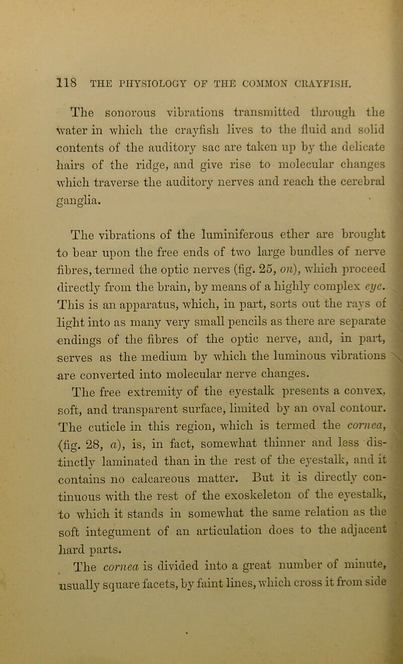 The sonorous vibrations transmitted through the water in which the cra}'fish lives to the fluid and solid contents of the auditoiy sac are taken up by the delicate bail’s of the ridge, and give rise to molecular changes which traverse the auditor}'^ nerves and reach the cerebral ganglia. The vibrations of the luminiferous ether are brought to bear upon the free ends of two large bundles of neiwe fibres, termed the optic nerves (fig. 25, on), which proceed directly from the brain, by means of a highly comiilex eye. This is an apparatus, wliich, in part, sorts out the rays of light into as many very small pencils as there are separate endings of the fibres of the optic nerve, and, in part, serves as the medium by which the luminous vibrations are converted into molecular nerve changes. The free extremity of the eyestallc presents a convex, soft, and transparent surface, limited by an oval contour. The cuticle in this region, which is termed the cornea, (fig. 28, a), is, in fact, somewhat thinner and less dis- tinctly laminated than in the rest of tlie eyestallc, and it contains no calcareous matter. But it is directly con- tinuous with the rest of the exoskeleton of the eyestalk, to which it stands in somewhat the same relation as the soft integument of an articulation does to the adjacent hard parts. The cornea is divided into a great number of minute, usually square facets, by faint lines, which cross it from side