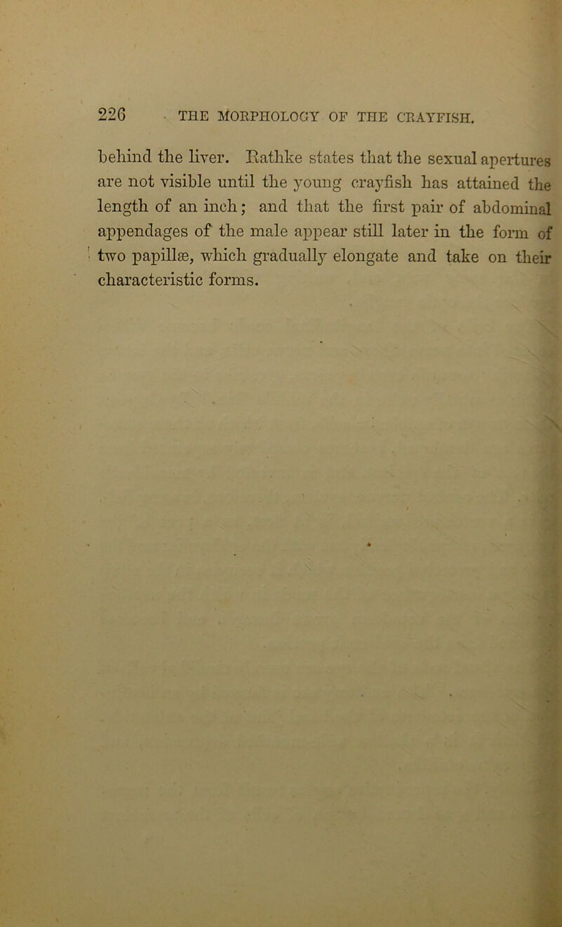 behind the liver. Rathke states that the sexual apertures are not visible until the young crayfish has attained the length of an inch; and that the first pair of abdominal ai3pendages of the male appear still later in the form of two papillse, which gradually elongate and take on their characteristic forms.