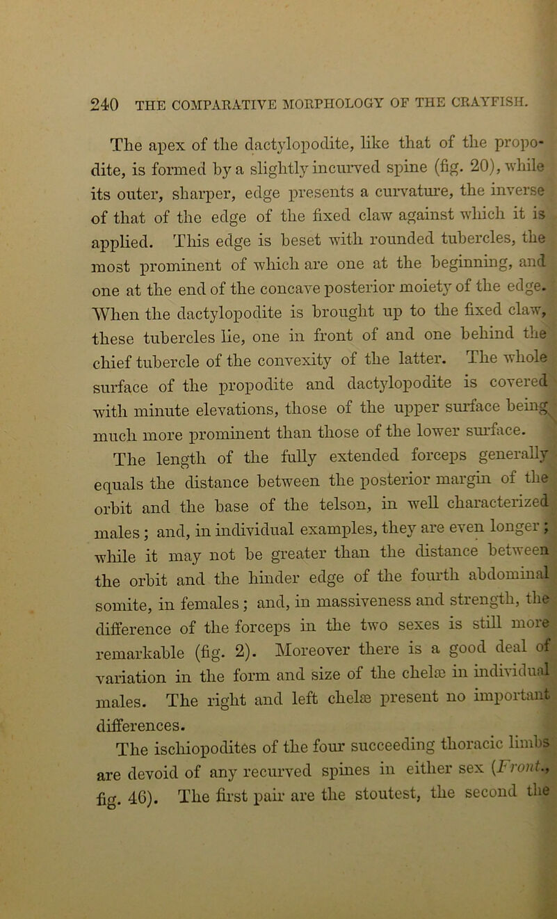 The apex of the dactylopoclite, like that of the propo- dite, is formed by a slightly incurved sjpine (fig. 20), while its outer, sharper, edge presents a cuiwature, the inverse of that of the edge of the fixed claw against which it is applied. Tliis edge is beset with rounded tubercles, the most prominent of which are one at the beginnmg, and one at the end of the concave posterior moiety of the edge. When the dactylopodite is brought up to the fixed claw, these tubercles lie, one in front of and one behind the chief tubercle of the convexity of the latter. The whole surface of the propodite and dactylopodite is covered with minute elevations, those of the upper surface bemg^ much more prominent than those of the lower surface. The length of the fully extended forceps generally equals the distance between the posterior margin of the orbit and the base of the telson, in well characterized males; and, in individual examples, they are even longer; wliile it may not be greater than the distance between the orbit and the hinder edge of the fourth abdominal somite, in females; and, in massiveness and strength, the difference of the forceps in the two sexes is still more remarkable (fig. 2). Moreover there is a good deal of variation in the form and size of the chelaj in indhidual males. The right and left chelae present no important differences. The ischiopodites of the fom: succeeding thoracic limbs are devoid of any recurved spines in either sex {Front., fig* 4^)* stoutest, the second the