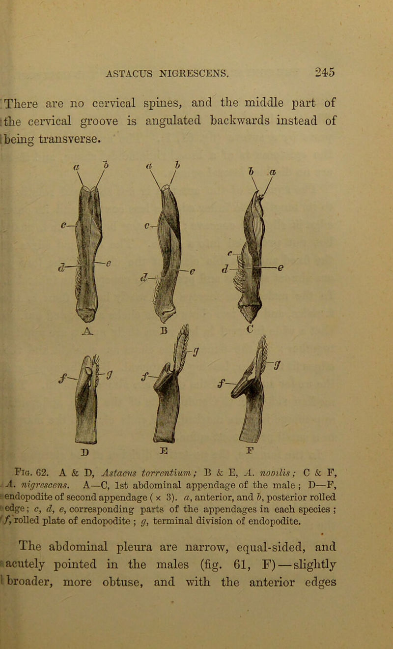 There are no cervical spines, and the middle part of The cervical groove is angulated backwards instead of [being transverse. D E r Flo. 62. A & D, A&tacns torrentium; B & E, A. nooilis; C F, A. nigresGens. A—C, 1st abdominal appendage of the male ; D—F, • endopodite of second appendage ( x .3). a, anterior, and b, posterior rolled ? edge; c, d, e, corresponding parts of the appendages in each species ; ' f, rolled plate of endopodite ; g, terminal division of endopodite. The abdominal plem'a are narrow, equal-sided, and f acutely pointed in the males (fig. 61, F) — slightly I broader, more obtuse, and with the anterior edges