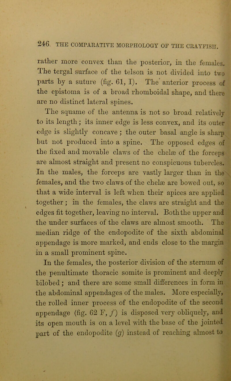 rather more convex than the imsterior, in the females. The tergal surface of the telson is not divided into two parts by a suture (fig. 61, I). The* anterior process of the epistoma is of a broad rhomboidal shape, and there are no distinct lateral sx^ines. The squame of the antenna is not so broad relatively to its length; its iinier edge is less convex, and its outer edge is slightly concave ; the outer basal angle is shaip hut not produced into a spine. The opposed edges of the fixed and movable claws of the chelae of the forceps are almost straight and i)resent no conspicuous tubercles. In the males, the forcex>s are vastly larger than in the \ females, and the two claws of the chelae are bowed out, so that a wide interval is left when then.’ apices are apx>hed together ; in the females, the claws are straight and the edges fit together, leaving no interval. Both the upper and the under surfaces of the claws are almost smooth. The •. median ridge of the endopodite of the sixth abdominal ^ ax)pendage is more marked, and ends close to the margin * in a small prominent spine. > In the females, the posterior division of the sternum of the penultimate thoracic somite is prominent and deeply . hilohed; and there are some small differences in form in the abdominal appendages of the males. More especially, the rolled inner j)i’ocess of the endox>odite of the second . appendage (fig. 62 F, /) is disposed very obliquely, and its open mouth is on a level with the base of the jomted X>art of the endopodite (ff) instead of reaching almost to •.