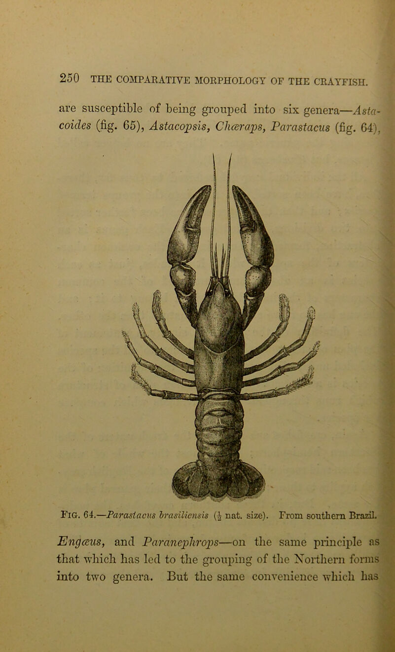 are susceptible of being grouped into six genera—Asta- coicles (fig. 65), AstacojJsis, Chceraps, Parastaciis (fig. 64), Fig. 64,—Parasiacns irasiliensis nat, size). From southern Brazil. Engcsus, and Paraneplirops—on the same piincij)Ie as that ■which has led to the grouping of the Northern forms into two genera. But the same convenience which has