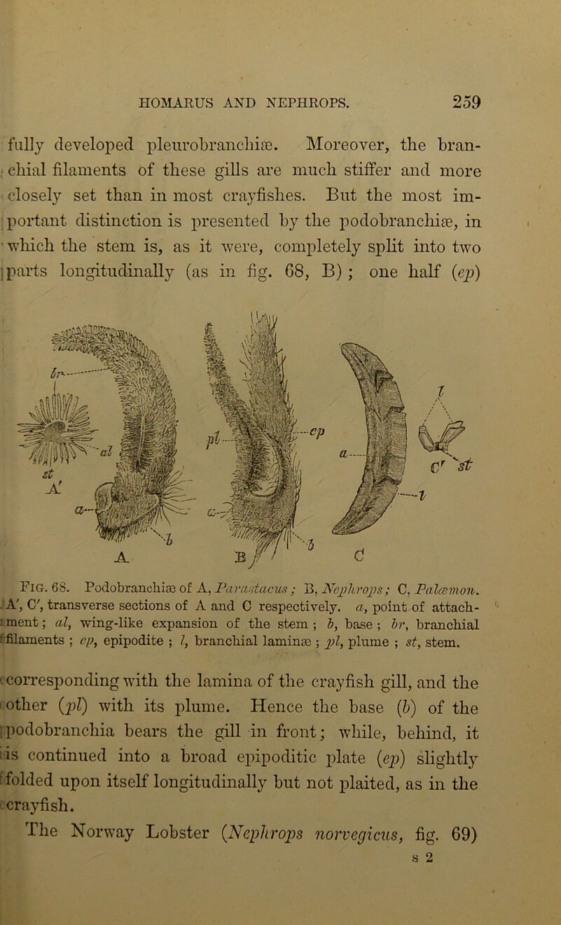 fully developed pleurobranchi?e. Moreover, the bran- cliial filaments of these gills are much stiffer and more ^ closely set than in most crayfishes. But the most im- ; portant distinction is presented by the podobranchiee, in ’ 'vvliich the stem is, as it were, completely split into two jparts longitudinally (as in fig. 68, B) ; one half (ep) Fig. 68. Podobranchi08 of A, ; B, Nej’hrojjs; Q, Fal<Bmon. .'A', G', transverse sections of A and C respectively, a, point of attach- rment; al, -wing-like expansion of the stein ; h, base ; Ir, branchial fifilaments ; ep, epipodite ; I, branchial laminas; plume ; st, stem. I corresponding with the lamina of the crayfish gill, and the 'Other {pT) with its plume. Hence the base {h) of the tpodobranchia bears the gill in front; while, behind, it iis continued into a broad epipoditic plate {ep) slightly f folded upon itself longitudinally but not plaited, as in the ' crayfish. The Norway Lobster {Nephrops norvegicus, fig. 69)