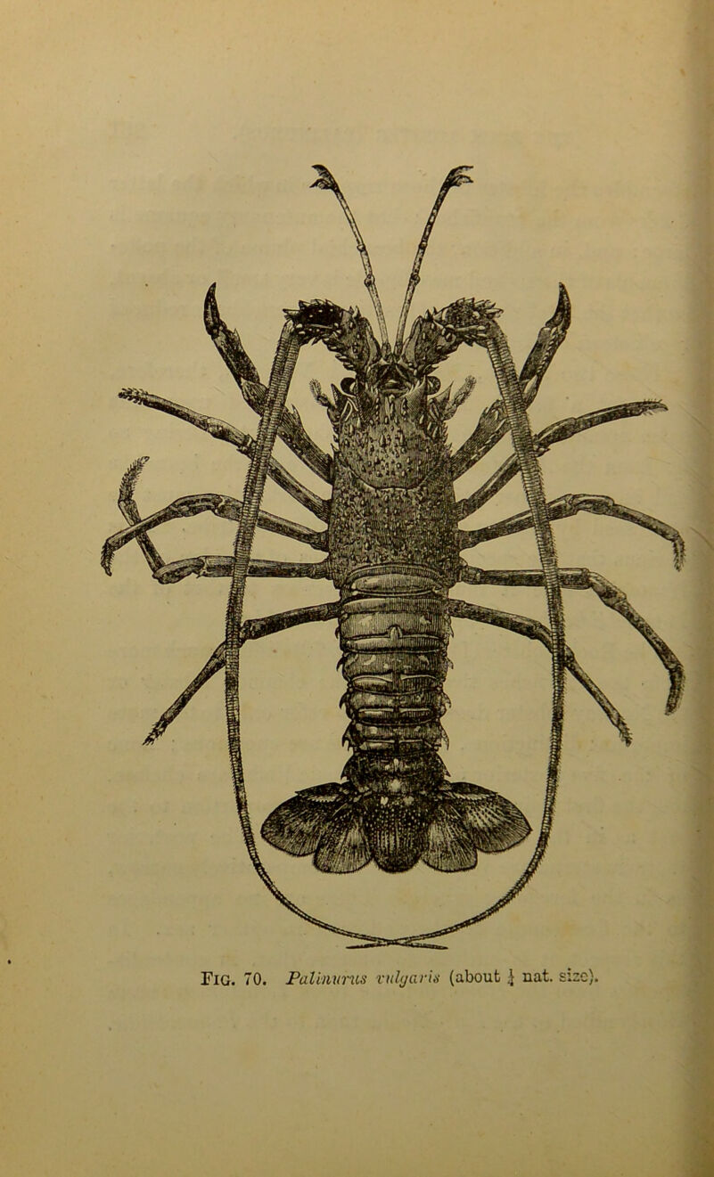 Fig. 70. Palinunis viilyarid (about ^ nat. size),