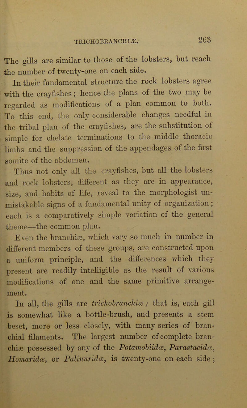 TRICHOBRAN CHI.E.- The gills are similar to those of the lobsters, but reach tlie number of twenty-one on each side. In their fundamental structure the rock lobsters agree with the crayfishes; hence the plans of the two may be regarded as modifications of a plan common to both. To this end, the only considerable changes needful in the tribal plan of the crayfishes, are the substitution of simple for chelate terminations to the middle thoracic limbs and the suppression of the appendages of the first somite of the abdomen. Thus not only all the crayfishes, but aU the lobsters and rock lobsters, different as they are in appearance, size, and habits of life, reveal to the morphologist un- mistakable signs of a fundamental unity of organization; each is a comparatively simple variation of the general theme—the common plan. Even the branchios, which vary so much in number in difierent members of these groups, are constructed upon a uniform principle, and the differences which they present are readily intelligible as the result of various modifications of one and the same primitive arrange- ment. In all, the gills are trichohranchice; that is, each gill is somewhat like a bottle-brush, and presents a stem beset, more or less closely, with many series of bran- chial filaments. The largest number of complete bran- chiae possessed by any of the Potamohiid<2, Parastacidcc, Homarida:, or Palinurldcs, is twenty-one on each side;