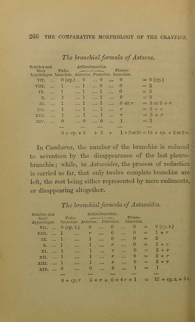 The branchial formula of Astacus. Somites and Arthrobrancliias tlicir Podo- Pleuro- Appenda ges. branchia!. Anterior. Posterior, branchiaj. vn. ... 0(ep.). .. 0 ... 0 ... 0 0 (ep.) VIII. ... 1 .. 1 ... 0 ... 0 = 2 IX. ... 1 .. 1 ... 1 ... 0 = 3 X. ... 1 .. 1 ... 1 ... 0 3 XI. ... 1 .. 1 ... 1 0 or r = 3 or 3 + r XII. ... 1 .. 1 ... 1 r = 3 -r r XIII. ... 1 .. 1 ... 1 r — 3 + r XIV. ... 0 .. 0 ... 0 ... 1 1 G + cp. ■b 6 1 + + l + 2or3b = 18 + ep. + 2or3r. In Cambarus, the number of the hramchite is reduced \ to seventeen by the disappearance of the last pleuro- hranchia; while, in Astacoides, the process of reduction is carried so far, that only twelve complete branchite are left, the rest being either represented by mere rudiments, or disappearing altogether. The branchial formula of Astacoides. Somites and ArtlirobrancbioD. their Podo- t Pleuro- Appeudases. braiicliia^ Anterior. Posterior. branchitp. VII. ... 0 (ep. r.) 0 ... 0 ... 0 = 0 (cp. r.) VIII. ... 1 r ... 0 ... 0 = 1 -T r IX. ... 1 1 ... 0 ... 0 = 2 X. ... 1 1 ... r ... 0 = 2 + r XI. ... 1 1 T ... 0 = 2 -b r XII. ... 1 1 T ... 0 = 2 -b r XIII. ... 1 1 T ... 0 = 2 -b r XIV. ... 0 0 ... 0 ... 1 = 1 5 + r+ 0 + 4 7' + l = 6 + ci>. T 12 + cp. r. + or.