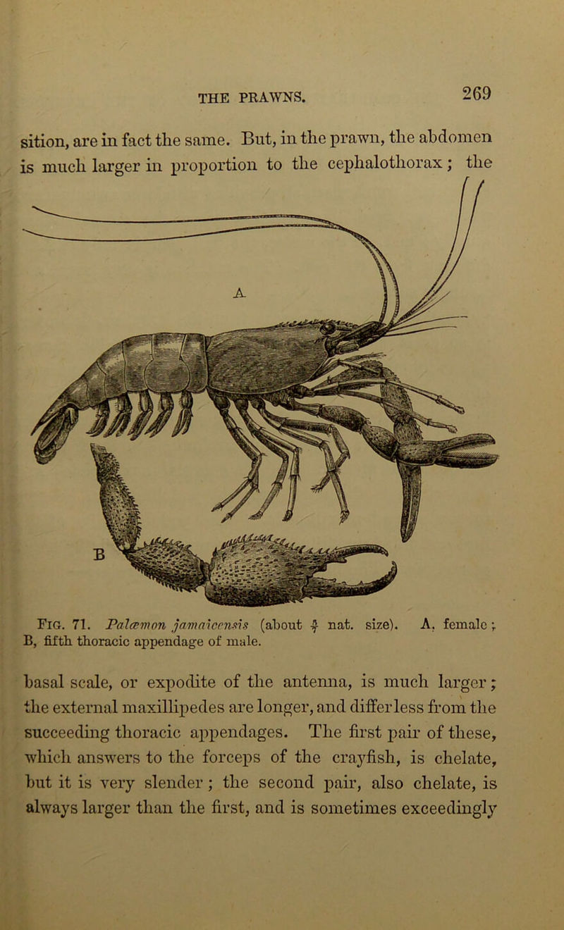 THE PRAWNS. sition, are in fact the same. But, in the prawn, the abdomen is much larger in proportion to the cephalothorax; the Fig. 71. Palcemon jamniconsvs (about ^ nat. size). A, female B, fifth thoracic appendage of male. basal scale, or expodite of the antemia, is much larger; the external maxillipedes are longer, and differ less from the succeeding thoracic appendages. The first jfair of these, whicli answers to the forceps of the crayfish, is chelate, hut it is very slender ; the second pair, also chelate, is always larger than the first, and is sometimes exceedingly