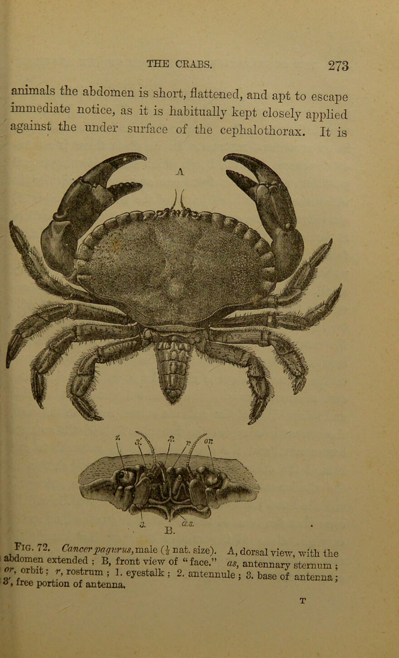 animals the abdomen is short, flattened, and apt to escape immediate notice, as it is habitually kept closely ai^plied against the under surface of the cephalothorax. It is pG. 72. Cancerpagurus, male nat. size). A, dorsal view witli the ^omen extended ; B, front view of » face.” antennary sternum ; orbit; r, rostrum ; 1. eyestalk ; 2. antennule ; 3. base of antenna; »iree portion of antenna. T