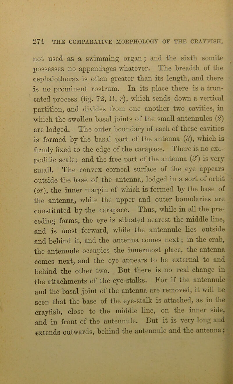 not used as a swimming organ; and the sixth somite possesses no apiDendages whatever. The breadth of the cephalothorax is often greater than its length, and there is no prominent rostrum. In its place there is a trun- cated process (fig. 72, B, r), wliich sends down a veidical XDartition, and divides from one another two cavities, in which the swollen basal joints of the small antennules (2) are lodged. The outer boundary of each of these cavities is formed by the basal part of the antenna (5), which is firmly fixed to the edge of the caraj^ace. There is no ex^^ • poditic scale; and the free part of the antenna (S') is very small. The convex corneal surface of the eye api)ears outside the base of the antemia, lodged in a sort of orbit (or), the inner margin of which is formed by the base of the antenna, wdiile the upper and outer boundaries ai’e constituted by the carapace. Thus, while in all the pre- ceding forms, the eye is situated nearest the middle line, and is most forwai’d, w'hile the anteimule lies outside and behind it, and the antenna comes next; in the crab, the antennule occupies the innermost place, the antenna comes next, and the eye appears to be external to and beliind the other two. But there is no real change in the attachments of the eye-stalks. For if the antennule and the basal joint of the antenna ai’e removed, it will be seen that the base of the eye-stallc is attached, as in the crayfish, close to the middle line, on the inner side, and in front of the anteimule. But it is very long and extends outwards, behind the antennule and the antemia; ■