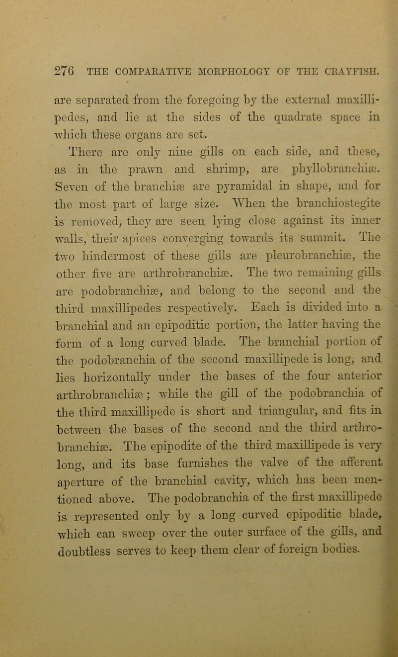 are separated from the foregoing by the external maxilli- pedes, and lie at the sides of the quadrate space in ■which these organs are set. There are only nine gills on each side, and these, as in the prawn and shrimp, are phyllohranchiae. Seven of the branchise are pyramidal in shape, and for the most part of large size. When the branchiostegite is removed, the}'’ are seen lying close against its inner ■walls, their apices converging towards its summit. The t-^’O hindermost of these gills are pleurobranchise, the other five are arthrobranchiae. The t-wo remaining gills are podobranchiae, and belong to the second and the third maxillipedes respectively. Each is divided into a branchial and an epipoditic portion, the latter ha^ing the form of a long curved blade. The branchial j)ortion of the podobrancliia of the second maxillipede is long, and lies horizontally under the bases of the fom’ anterior arthrobranchiae; while the g-ill of the podobranchia of the third maxillipede is short and triangular, and fits in between the bases of the second and the thii’d ailhro- brancliiae. The epipodite of the third maxillipede is very long, and its base furnishes the valve of the afferent aperture of the branchial cavity, ■^diich has been men- tioned above. The podobranchia of the first maxillipede is represented only by a long curved epipoditic blade, •which can sweep over the outer surface of the gills, and doubtless serves to keep them clear of foreign bodies.