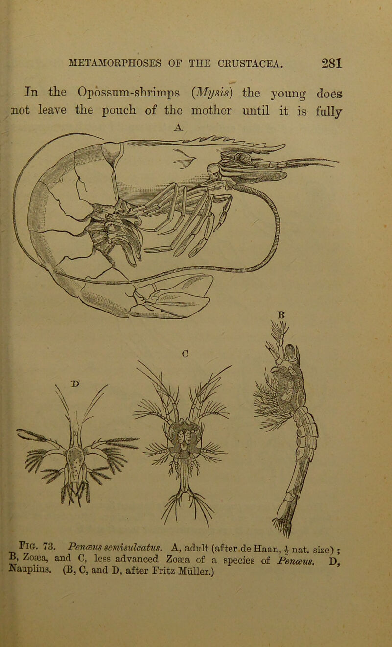 In the Opossum-shrimps {Mysis) the young does not leave the pouch of the mother until it is fully A Fig, 73. Pencsns semisulcatns. A, adult (after de Haan, 4 nat, size) ; B, Zo£ea, and C, less advanced Zosea of a species of Pencens. J> Nauplius. (B, C, and D, after Fritz MiiUer.)