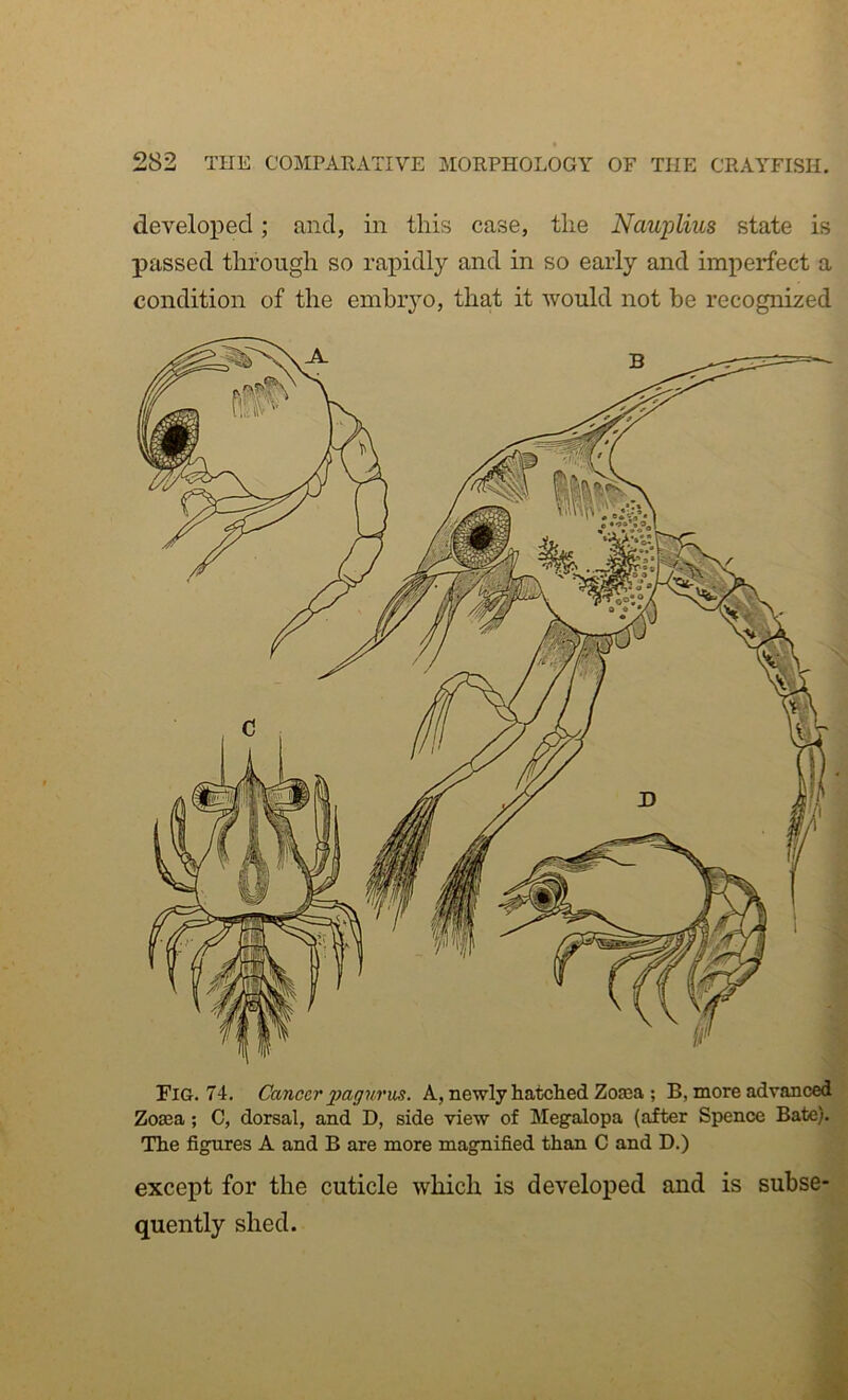 develoxied; and, in this case, the Nauplius state is passed through so rapidly and in so early and imperfect a condition of the embiyo, that it would not be recognised Fig. 74. Cancer pagurm. A, newly hatched Zoasa ; B, more advanced Zoaja; C, dorsal, and D, side view of Megalopa (after Spence Bate). The figures A and B are more magnified than C and D.) except for the cuticle which is developed and is subse- quently shed.