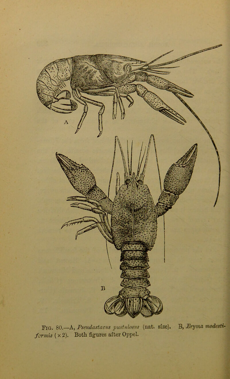 Fia. 80.—A, Pseudastacus jm-stnlosns (nat. size). B, Eryma vwdesti-