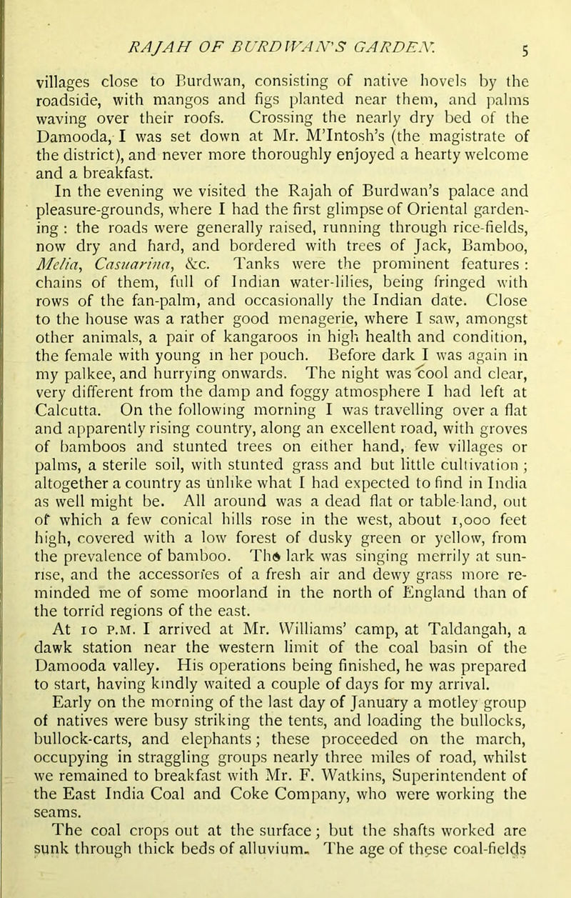 villages close to Burdwan, consisting of native hovels by the roadside, with mangos and figs planted near them, and palms waving over their roofs. Crossing the nearly dry bed of the Damooda, I was set down at Mr. M’Intosh’s (the magistrate of the district), and never more thoroughly enjoyed a hearty welcome and a breakfast. In the evening we visited the Rajah of Burdwan’s palace and pleasure-grounds, where I had the first glimpse of Oriental garden- ing : the roads were generally raised, running through rice-fields, now dry and hard, and bordered with trees of Jack, Bamboo, Melia, Casuarinn, &c. Tanks were the prominent features : chains of them, full of Indian water-lilies, being fringed with rows of the fan-palm, and occasionally the Indian date. Close to the house was a rather good menagerie, where I saw, amongst other animals, a pair of kangaroos in high health and condition, the female with young in her pouch. Before dark I was again in my palkee, and hurrying onwards. The night was cool and clear, very different from the damp and foggy atmosphere I had left at Calcutta. On the following morning I was travelling over a flat and apparently rising country, along an excellent road, with groves of bamboos and stunted trees on either hand, few villages or palms, a sterile soil, with stunted grass and but little cultivation ; altogether a country as unlike what I had expected to find in India as well might be. All around was a dead flat or table land, out of which a few conical hills rose in the west, about 1,000 feet high, covered with a low forest of dusky green or yellow, from the prevalence of bamboo. Th» lark was singing merrily at sun- rise, and the accesson'es of a fresh air and dewy grass more re- minded me of some moorland in the north of England than of the torrid regions of the east. At io p.m. I arrived at Mr. Williams’ camp, at Taldangah, a dawk station near the western limit of the coal basin of the Damooda valley. His operations being finished, he was prepared to start, having kindly waited a couple of days for my arrival. Early on the morning of the last day of January a motley group of natives were busy striking the tents, and loading the bullocks, bullock-carts, and elephants; these proceeded on the march, occupying in straggling groups nearly three miles of road, whilst we remained to breakfast with Mr. F. Watkins, Superintendent of the East India Coal and Coke Company, who were working the seams. The coal crops out at the surface; but the shafts worked are sunk through thick beds of alluvium- The age of these coal-fields