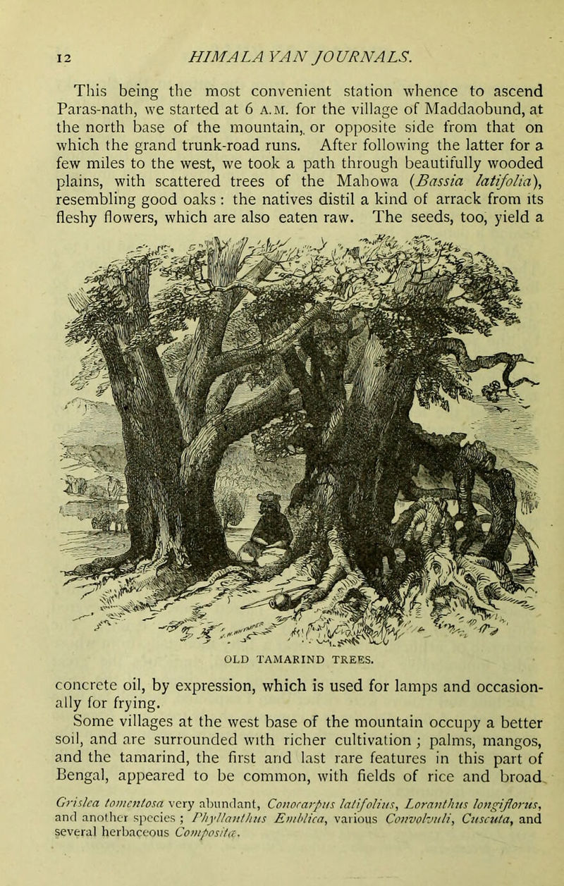 This being the most convenient station whence to ascend Paras-nath, we started at 6 a.m. for the village of Maddaobnnd, at tbe north base of the mountain,, or opposite side from that on which the grand trunk-road runs. After following the latter for a few miles to the west, we took a path through beautifully wooded plains, with scattered trees of the Mahowa (Bassia latifolia), resembling good oaks: the natives distil a kind of arrack from its fleshy flowers, which are also eaten raw. The seeds, too, yield a OLD TAMARIND TREES. concrete oil, by expression, which is used for lamps and occasion- ally for frying. Some villages at the west base of the mountain occupy a better soil, and are surrounded with richer cultivation ; palms, mangos, and the tamarind, the first and last rare features in this part of Bengal, appeared to be common, with fields of rice and broad Grisha tomenlosa very abundant, Conocarpus lalifoliits, Loranthns longijlorus, and another species ; Phyllanthus Emblica, various Convolvuli, Cuscuta, and several herbaceous Composite.