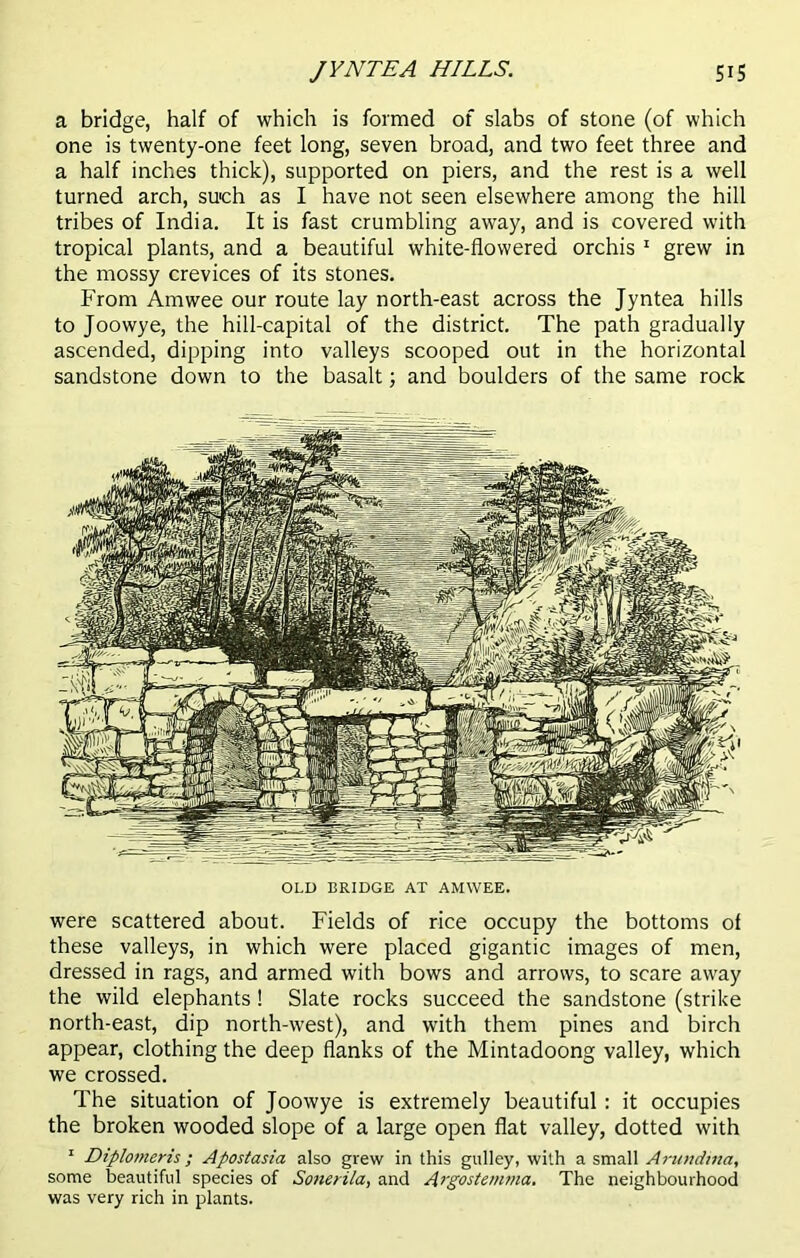 JYNTEA HILLS. SIS a bridge, half of which is formed of slabs of stone (of which one is twenty-one feet long, seven broad, and two feet three and a half inches thick), supported on piers, and the rest is a well turned arch, such as I have not seen elsewhere among the hill tribes of India. It is fast crumbling away, and is covered with tropical plants, and a beautiful white-flowered orchis 1 grew in the mossy crevices of its stones. From Amwee our route lay north-east across the Jyntea hills to Joowye, the hill-capital of the district. The path gradually ascended, dipping into valleys scooped out in the horizontal sandstone down to the basalt; and boulders of the same rock OLD BRIDGE AT AMWEE. were scattered about. Fields of rice occupy the bottoms of these valleys, in which were placed gigantic images of men, dressed in rags, and armed with bows and arrows, to scare away the wild elephants ! Slate rocks succeed the sandstone (strike north-east, dip north-west), and with them pines and birch appear, clothing the deep flanks of the Mintadoong valley, which we crossed. The situation of Joowye is extremely beautiful : it occupies the broken wooded slope of a large open flat valley, dotted with 1 Diplomeris ; Apostasia also grew in this gulley, with a small Arundma, some beautiful species of Sonetila, and Argostemma. The neighbourhood was very rich in plants.