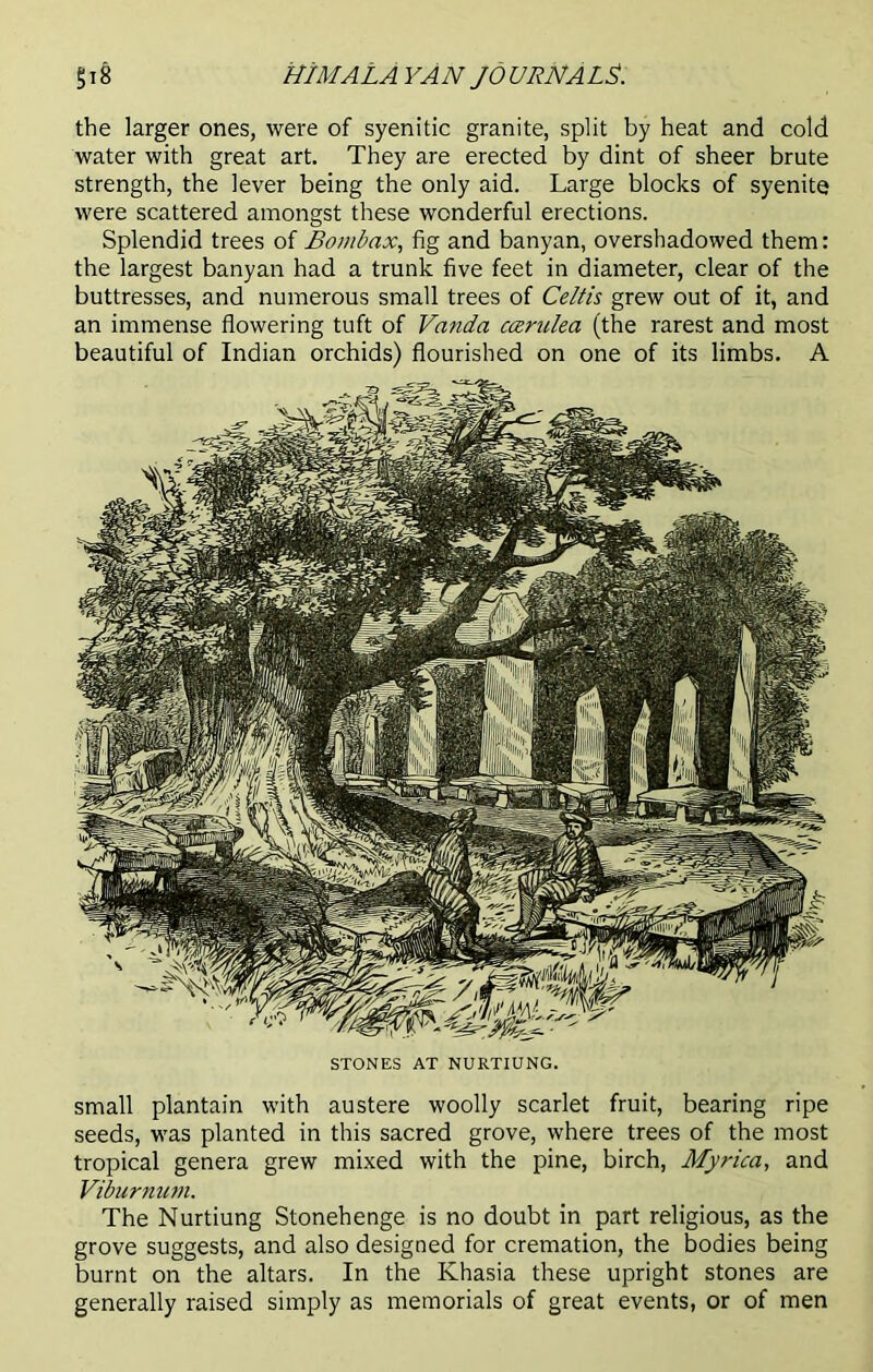 the larger ones, were of syenitic granite, split by heat and cold water with great art. They are erected by dint of sheer brute strength, the lever being the only aid. Large blocks of syenite were scattered amongst these wonderful erections. Splendid trees of Bombax, fig and banyan, overshadowed them: the largest banyan had a trunk five feet in diameter, clear of the buttresses, and numerous small trees of Celtis grew out of it, and an immense flowering tuft of Vanda ccerulea (the rarest and most beautiful of Indian orchids) flourished on one of its limbs. A STONES AT NURTIUNG. small plantain with austere woolly scarlet fruit, bearing ripe seeds, was planted in this sacred grove, where trees of the most tropical genera grew mixed with the pine, birch, Myrica, and Viburnum. The Nurtiung Stonehenge is no doubt in part religious, as the grove suggests, and also designed for cremation, the bodies being burnt on the altars. In the Khasia these upright stones are generally raised simply as memorials of great events, or of men