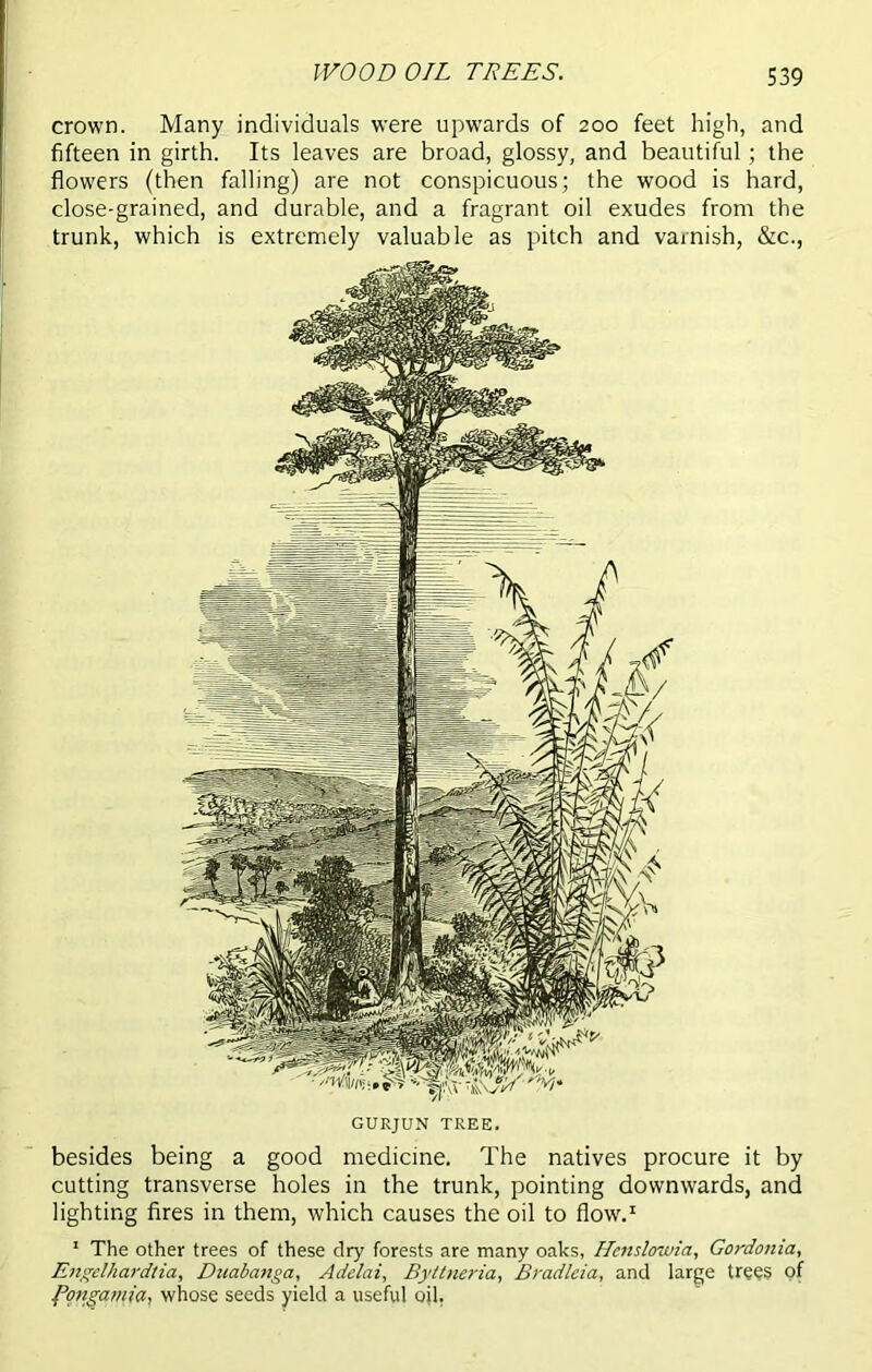 WOOD OIL TREES. crown. Many individuals were upwards of 200 feet high, and fifteen in girth. Its leaves are broad, glossy, and beautiful; the flowers (then falling) are not conspicuous; the wood is hard, close-grained, and durable, and a fragrant oil exudes from the trunk, which is extremely valuable as pitch and varnish, &c., GURJUN TREE. besides being a good medicine. The natives procure it by cutting transverse holes in the trunk, pointing downwards, and lighting fires in them, which causes the oil to flow.1 1 The other trees of these dry forests are many oaks, Hcnslowia, Gordonia, Engelhardtia, Duabanga, Adelai, Byttneria, Bradleia, and large trees of Pongamia, whose seeds yield a useful oil,