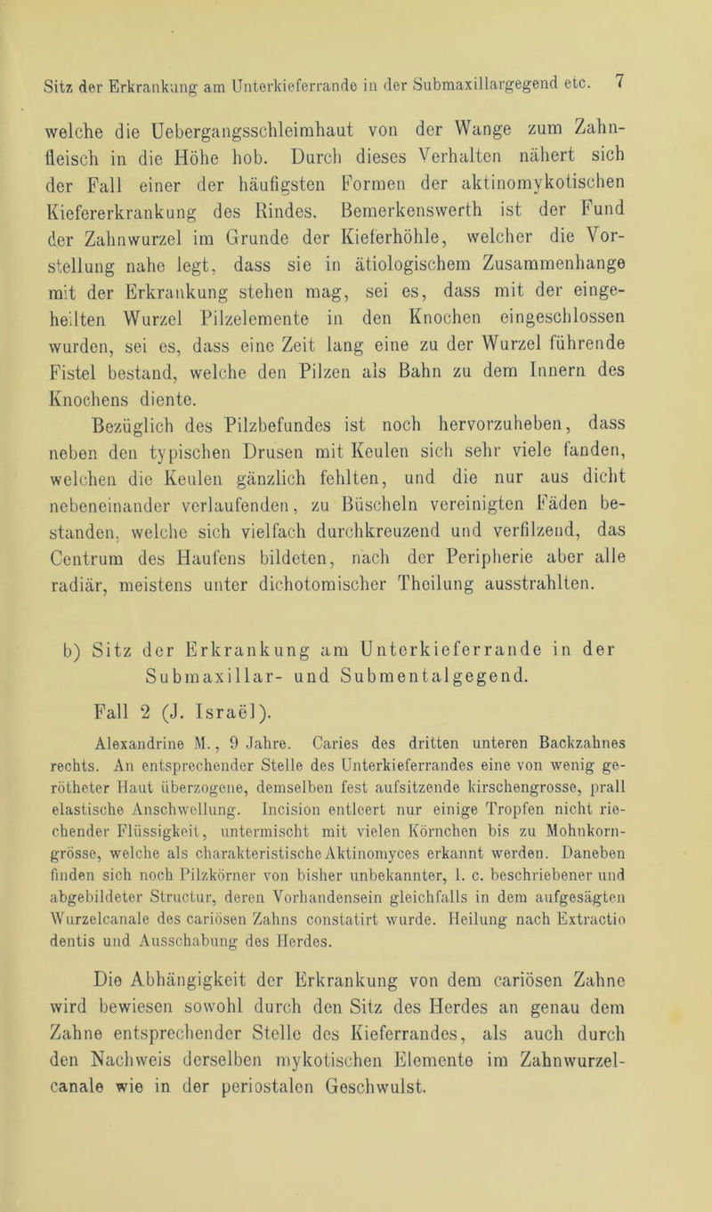 welche die Uebergangsschleimhaut von der Wange zum Zahn- fleisch in die Höhe hob. Durch dieses Verhalten nähert sich der Fall einer der häufigsten Formen der aktinomykotischen Kiefererkrankung des Rindes. Bemerkenswerth ist der Fund der Zahnwurzel im Grunde der Kieferhöhle, welcher die Vor- stellung nahe legt, dass sie in ätiologischem Zusammenhänge mit der Erkrankung stehen mag, sei es, dass mit der einge- heilten Wurzel Pilzelemente in den Knochen eingeschlossen wurden, sei es, dass eine Zeit lang eine zu der Wurzel führende Fistel bestand, welche den Pilzen als Bahn zu dem Innern des Knochens diente. Bezüglich des Pilzbefundes ist noch hervorzuheben, dass neben den typischen Drusen mit Keulen sich sehr viele fanden, welchen die Keulen gänzlich fehlten, und die nur aus dicht nebeneinander verlaufenden, zu Büscheln vereinigten Fäden be- standen. welche sich vielfach durchkreuzend und verfilzend, das Centrum des Haufens bildeten, nach der Peripherie aber alle radiär, meistens unter dichotomischer Theilung ausstrahlten. b) Sitz der Erkrankung am Unterkieferrande in der Submaxillar- und Submentalgegend. Fall 2 (J. Israel). Alexandrine M., 9 Jahre. Caries des dritten unteren Backzahnes rechts. An entsprechender Stelle des Unterkieferrandes eine von wenig ge- rötheter Haut überzogene, demselben fest aufsitzende kirschengrosse, prall elastische Anschwellung. Incision entleert nur einige Tropfen nicht rie- chender Flüssigkeit, untermischt mit vielen Körnchen bis zu Mohnkorn- grösse, welche als charakteristischeAktinomyces erkannt werden. Daneben finden sich noch Pilzkörner von bisher unbekannter, 1. c. beschriebener und abgebildeter Structur, deren Vorhandensein gleichfalls in dem aufgesägtcii Wurzelcanale des cariösen Zahns constatirt wurde. Heilung nach Extractio dentis und Ausschabung des Herdes. Die Abhängigkeit der Erkrankung von dem cariösen Zahne wird bewiesen sowohl durch den Sitz des Herdes an genau dem Zahne entsprechender Stelle des Kieferrandes, als auch durch den Nachweis derselben mykotischen Elemente im Zahmvurzel- canale wie in der periostalon Geschwulst.