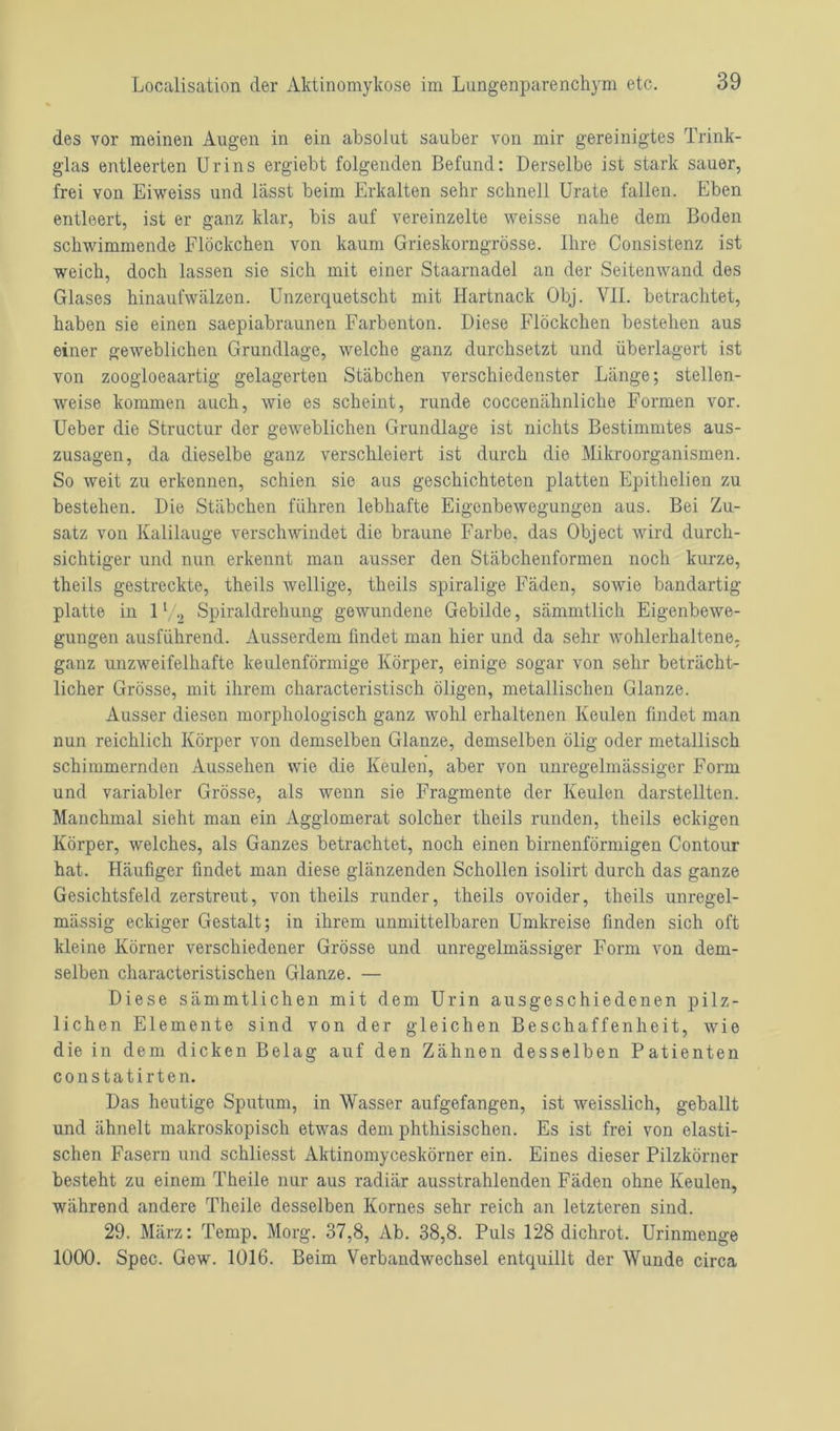 des vor meinen Augen in ein absolut sauber von mir gereinigtes Trink- glas entleerten Urins ergiebt folgenden Befund: Derselbe ist stark sauer, frei von Eiweiss und lässt beim Erkalten sehr schnell Urate fallen. Eben entleert, ist er ganz klar, bis auf vereinzelte weisse nahe dem Boden schwimmende Flöckchen von kaum Grieskorngrösse. Ihre Consistenz ist weich, doch lassen sie sich mit einer Staarnadel an der Seitenwand des Glases hinaufwälzen. Unzerquetscht mit Hartnack Obj. VII. betrachtet, haben sie einen saepiabraunen Farbenton. Diese Flöckchen bestehen aus einer geweblichen Grundlage, welche ganz durchsetzt und überlagert ist von zoogloeaartig gelagerten Stäbchen verschiedenster Länge; stellen- weise kommen auch, wie es scheint, runde coccenälinliche Formen vor. Ueber die Structur der geweblichen Grundlage ist nichts Bestimmtes aus- zusagen, da dieselbe ganz verschleiert ist durch die Mikroorganismen. So weit zu erkennen, schien sie aus geschichteten platten Epithelien zu bestehen. Die Stäbchen führen lebhafte Eigenbewegungen aus. Bei Zu- satz von Kalilauge verschwindet die braune Farbe, das Object wird durch- sichtiger und nun erkennt man ausser den Stäbchenformen noch kurze, theils gestreckte, theils wellige, theils spiralige Fäden, sowie bandartig platte in 11/-> Spiraldrehung gewundene Gebilde, sämmtlich Eigenbewe- gungen ausführend. Ausserdem findet man hier und da sehr wohlerhaltene, ganz unzweifelhafte keulenförmige Körper, einige sogar von sehr beträcht- licher Grösse, mit ihrem characteristisch öligen, metallischen Glanze. Ausser diesen morphologisch ganz wohl erhaltenen Keulen findet man nun reichlich Körper von demselben Glanze, demselben ölig oder metallisch schimmernden Aussehen wie die Keulen, aber von unregelmässiger Form und variabler Grösse, als wenn sie Fragmente der Keulen darstellten. Manchmal sieht man ein Agglomerat solcher theils runden, theils eckigen Körper, welches, als Ganzes betrachtet, noch einen birnenförmigen Contour hat. Häufiger findet man diese glänzenden Schollen isolirt durch das ganze Gesichtsfeld zerstreut, von theils runder, theils ovoider, theils unregel- mässig eckiger Gestalt; in ihrem unmittelbaren Umkreise finden sich oft kleine Körner verschiedener Grösse und unregelmässiger Form von dem- selben characteristischen Glanze. — Diese sämmtlichen mit dem Urin ausgeschiedenen pilz- lichen Elemente sind von der gleichen Beschaffenheit, wie die in dem dicken Belag auf den Zähnen desselben Patienten constatirten. Das heutige Sputum, in Wasser aufgefangen, ist weisslich, geballt und ähnelt makroskopisch etwas dem phthisischen. Es ist frei von elasti- schen Fasern und schliesst Aktinomyceskörner ein. Eines dieser Pilzkörner besteht zu einem Theile nur aus radiär ausstrahlenden Fäden ohne Keulen, während andere Theile desselben Kornes sehr reich an letzteren sind. 29. März: Temp. Morg. 37,8, Ab. 38,8. Puls 128 dichrot. Urinmenge 1000. Spec. Gew. 1016. Beim Verbandwechsel entquillt der Wunde circa