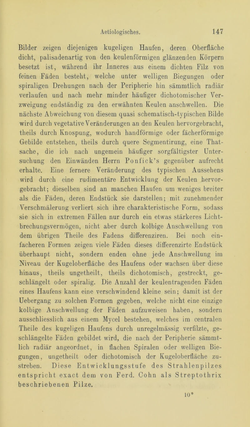 Bilder zeigen diejenigen kugeligen Haufen, deren Oberfläche dicht, palisadenartig von den keulenförmigen glänzenden Körpern besetzt ist, während ihr Inneres aus einem dichten Filz von feinen Fäden besteht, welche unter welligen Biegungen oder spiraligen Drehungen nach der Peripherie hin sämmtlich radiär verlaufen und nach mehr minder häufiger dichotomischer Ver- zweigung endständig zu den erwähnten Keulen anschwellen. Die nächste Abweichung von diesem quasi schematisch-typischen Bilde wird durch vegetative Veränderungen an den Keulen hervorgebracht, theils durch Knospung, wodurch handförmige oder fächerförmige Gebilde entstehen, theils durch quere Segmentirung, eine That- sache, die ich nach ungemein häufiger sorgfältigster Unter- suchung den Ein wänden Herrn Ponfick’s gegenüber aufrecht erhalte. Eine fernere Veränderung des typischen Aussehens wird durch eine rudimentäre Entwicklung der Keulen hervor- gebracht; dieselben sind an manchen Haufen um weniges breiter als die Fäden, deren Endstück sie darstellen; mit zunehmender Verschmälerung verliert sich ihre charakteristische Form, sodass sie sich in extremen Fällen nur durch ein etwas stärkeres Licht- brechungsvermögen, nicht aber durch kolbige Anschwellung von dem übrigen Theile des Fadens differenziren. Bei noch ein- facheren Formen zeigen viele Fäden dieses diff'erenzirte Endstück überhaupt nicht, sondern enden ohne jede Anschwellung im Niveau der Kugeloberfläche des Haufens oder wachsen über diese hinaus, theils ungetheilt, theils dichotomisch, gestreckt, ge- schlängelt oder spiralig. Die Anzahl der keulentragenden Fäden eines Haufens kann eine verschwindend kleine sein; damit ist der Uebergang zu solchen Formen gegeben, welche nicht eine einzige kolbige Anschwellung der Fäden aufzuweisen haben, sondern ausschliesslich aus einem Mycel bestehen, welches im centralen Theile des kugeligen Haufens durch unregelmässig verfilzte, ge- schlängelte Fäden gebildet wird, die nach der Peripherie sämmt- lich radiär angeordnet, in flachen Spiralen oder welligen Bie- gungen, ungetheilt oder dichotomisch der Kugeloberfläche zu- streben. Diese Entwicklungsstufe des Strahlenpilzes entspricht exact dem von Ferd. Cohn als Streptothrix beschriebenen Pilze. 10*