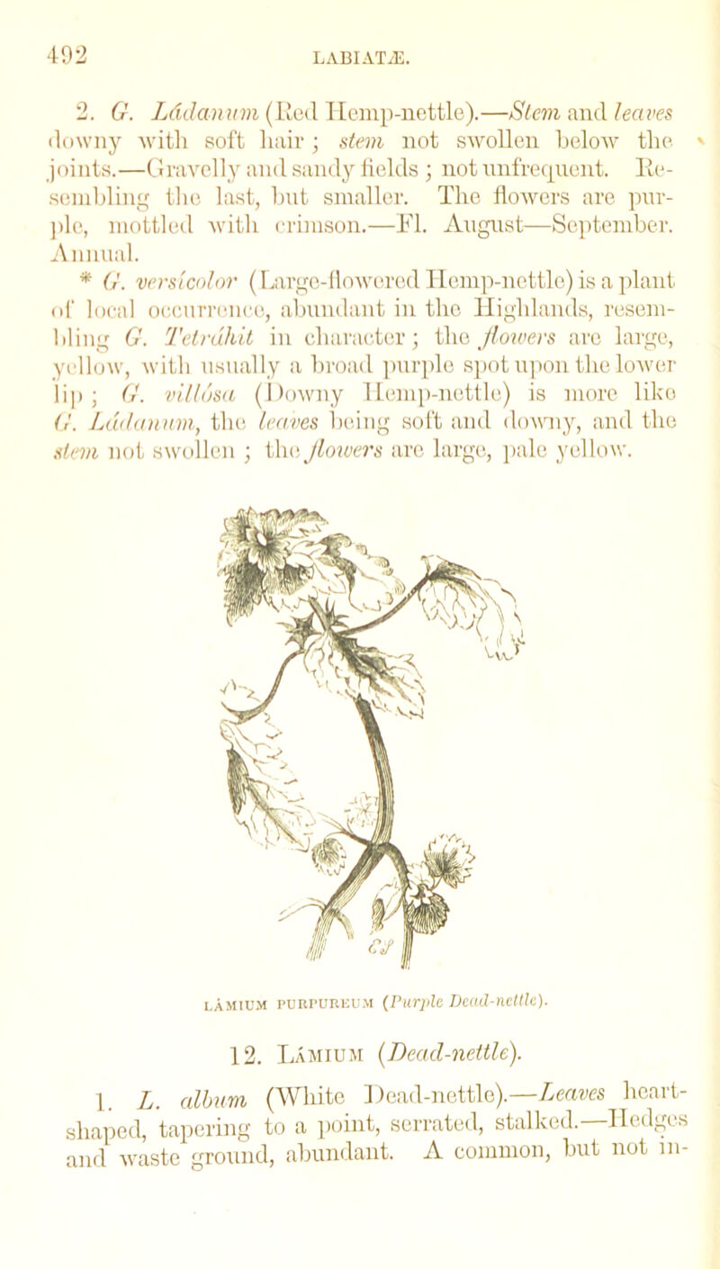 2. G. Lddanum (Keel Hemp-nettle).—Stem and leaves downy with soft hair ; stem not swollen below the ' joints.—Gravelly and sandy fields ; not unfrequent. Re- sembling the last, but smaller. The flowers are pur- ple, mottled with crimson.—FI. August—September. Annual. * G. versicolor (Large-flowered Hemp-nettle) is a plant of local occurrence, abundant in the Highlands, resem- bling G. Tetruhit in character; the flowers are large, yellow, with usually a broad purple spot upon the lower lip ; G. villusa (Downy Hemp-nettle) is more like G. Lddanum, the leaves being soft and downy, and the stem not swollen ; tin; flowers are large, pale yellow. lamium PCRruREUM (Purple Dead-nettle). 12. Lamium (Dead-nettle). 1. L. album (White Dead-nettle).—Leaves heart- shaped, tapering to a point, serrated, stalked.—Hedges and waste ground, abundant. A common, but not m-