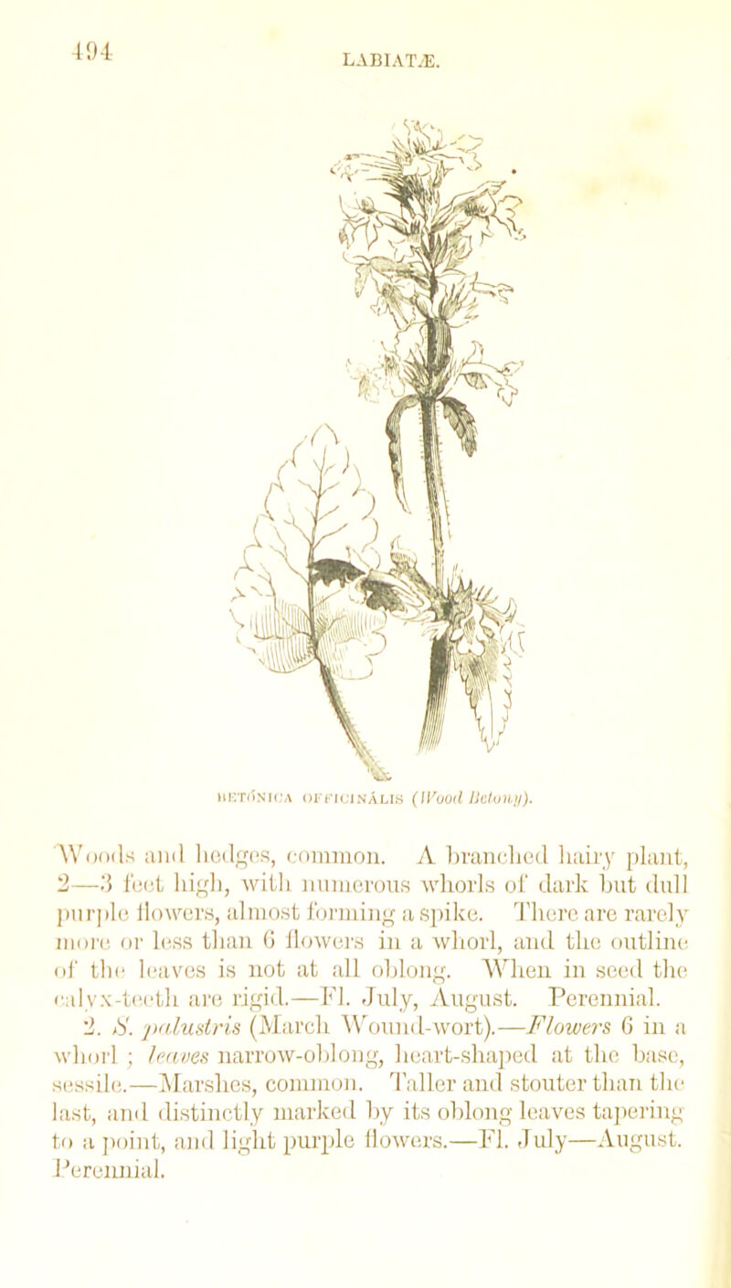 LABIAT/E. iiet(5nica officinalis (Wood Uetony). Woods and hedges, common. A branched hairy plant, 2—3 feet high, with numerous whorls of dark but dull purple llowers, almost forming a spike. There are rarely more or less than 6 flowers in a whorl, and the outline of the leaves is not at all oblong. When in seed the calyx-teeth are rigid.—FI. July, August. Perennial. 2. 8. jmlustris (March Wound-wort).—Flowers 6 in a whorl ; leaves narrow-oblong, heart-shaped at the base, sessile.—Marshes, common. Taller and stouter than the last, and distinctly marked by its oblong leaves tapering to a point, and light purple flowers.—FI. July—August. Perennial.