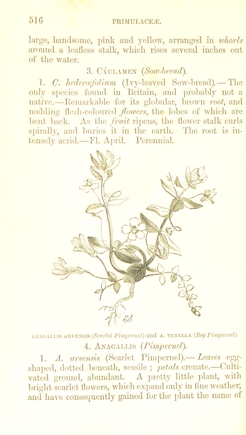 51G large, liandsome, pinlc and yellow, arranged in whorls around a leafless stalk, which rises several inches out of the water. 3. Cyclamen (Soiv-hrecid). 1. C. hederafolium (Ivy-leaved Sow-bread). — The only species found in Britain, and probably not a native.—Remarkable for its globular, brown root, and nodding flesh-coloured flowers, the lobes of which are bent back. As the fruit ripens, the flower stalk curls spirally, and buries it in the earth. The root is in- tensely acrid.—FI. April. Perennial. anagallis auvensis (Scarlet Pimpernel) and a. tenella {Bog Pimpernel). 4. Anagallis (Pimpernel). 1. A. arvensis (Scarlet Pimpernel).— Leaves egg- shaped, dotted beneath, sessile ; petals crenate.—Culti- vated ground, abundant. A pretty little plant, with bright scarlet flowers, which expand only in fine weather; and have consequently gained for the plant the name of