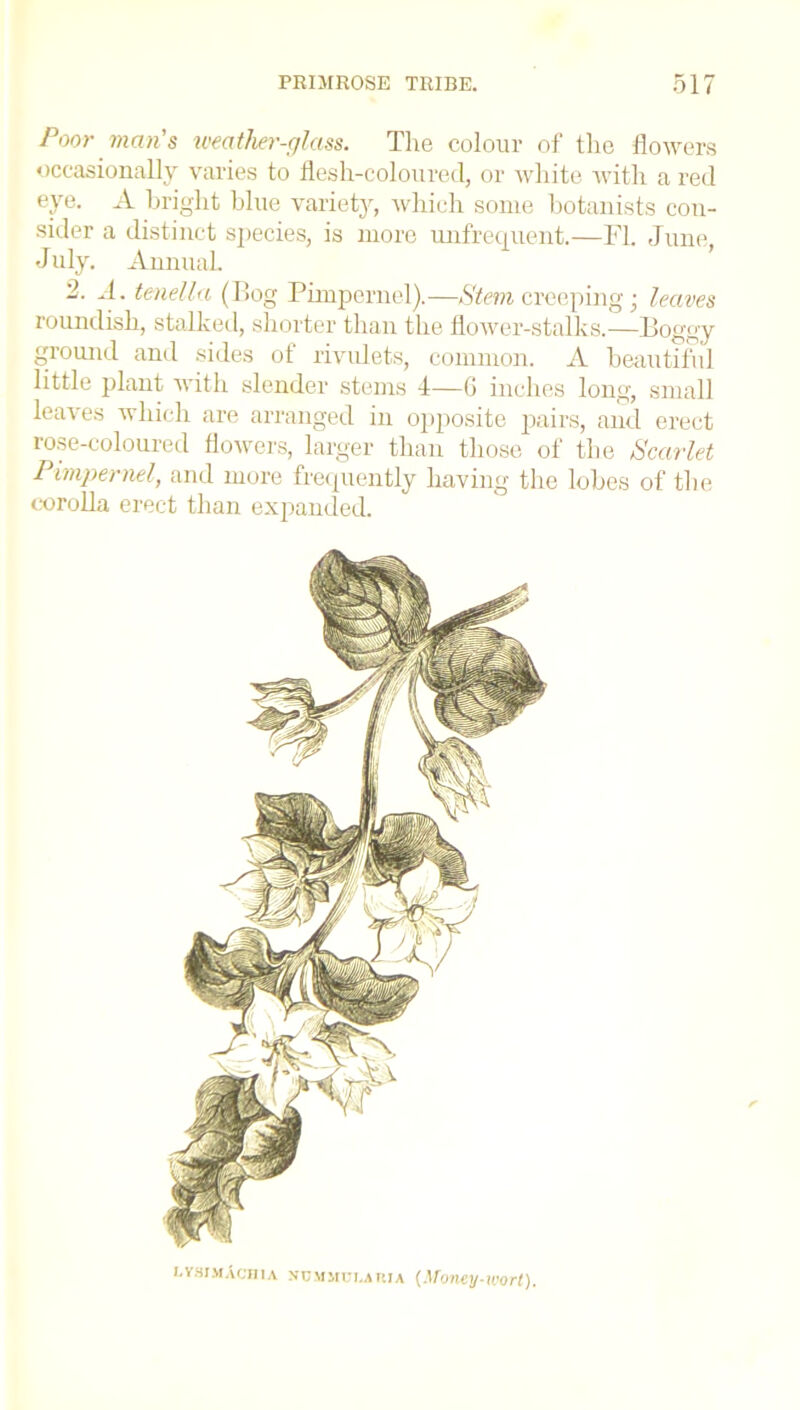 Poor man’s weather-glass. The colour of the flowers occasionally varies to flesh-coloured, or white with a red eye. A bright blue variety, which some botanists con- sider a distinct species, is more unfrequent.—FI. June, J uly. Annual 2. J. tenella (Bog Pimpernel).—Stem creeping; leaves roundish, stalked, shorter than the flower-stalks.—Boggy ground and sides of rivulets, common. A beautiful little plant with slender stems 4—6 inches long, small leaves which are arranged in opposite pairs, and erect rose-coloured flowers, larger than those of the Scarlet Pimpernel, and more frequently having the lobes of the corolla erect than expanded. lysimAchia nummulauia {Money-wort).