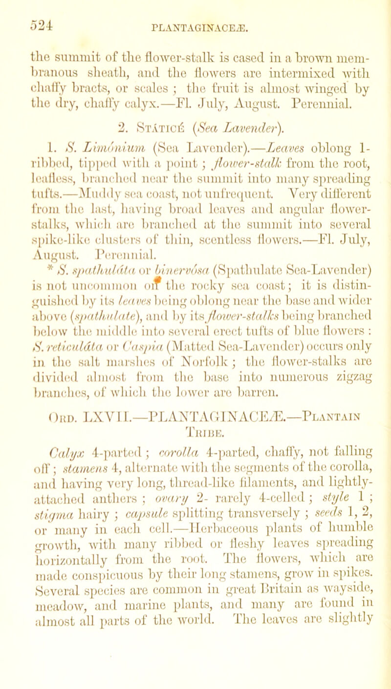 the summit of the flower-stalk is cased in a brown mem- branous sheath, and the flowers are intermixed with chaffy bracts, or scales ; the fruit is almost winged by the dry, chaffy calyx.—FI. July, August. Perennial. 2. Static^ (Sea Lavender). 1. S. Lmwnium (Sea Lavender).—Leaves oblong 1- ribbed, tipped with a point; flower-stalk from the root, leafless, branched near the summit into many spreading tufts.—Muddy sea coast, not unfrequent. Very different from the last, having broad leaves and angular flower- stalks, which are branched at the summit into several spike-like clusters of thin, scentless flowers.—FI. July, August. Perennial. * S. spathiddta or binervusa (Spatlndate Sea-Lavender) is not uncommon oif the rocky sea coast; it is distin- guished by its leaves being oblong near the base and wider above (spathulate), and by its flower-stalks being branched below the middle into several erect tufts of blue flowers : S. reticulata or Caspia (Matted Sea-Lavender) occurs only in the salt marshes of Norfolk; the flower-stalks are divided almost from the base into numerous zigzag branches, of which the lower are barren. Ord. LXY11.—PLANTAGINACEZE.—Plantain Tribe. Calyx 4-parted; corolla 4-parted, chaffy, not falling off; stamens 4, alternate with the segments of the corolla, and having very long, thread-like filaments, and lightly- attached anthers ; ovary 2- rarely 4-cellcd; style 1 ; stiyma hairy ; capsule splitting transversely ; seeds 1, 2, or many in each cell.—Herbaceous plants of humble growth, with many ribbed or fleshy leaves spreading horizontally from the root. The flowers, which are made conspicuous by their long stamens, grow in spikes. Several species are common in great Britain as wayside, meadow, and marine plants, and many are found in almost all parts of the world. The leaves are slightly