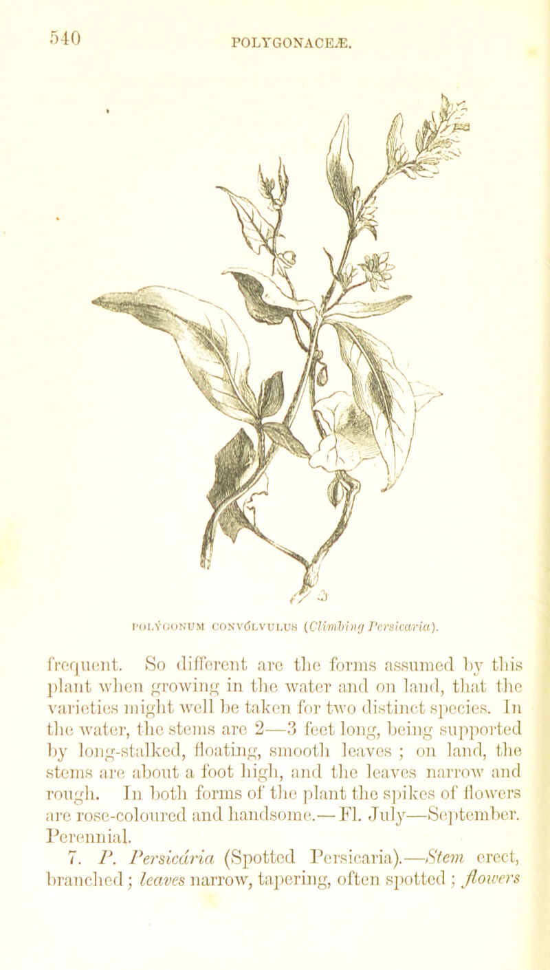 polygonum convolvulus (Climbing Peraicariu). frequent. So different are tlic forms assumed by this plant when growing in the water and on land, that the varieties might well be taken for two distinct species. In the water, the stems are 2—3 feet long, being supported by long-stalked, floating, smooth leaves ; on land, the stems are about a foot high, and the leaves narrow and rough. In both forms of the plant the spikes of flowers are rose-coloured and handsome.—FI. July—September. Perennial. 7. P. Persicdria (Spotted Persicaria).—Stem erect, branched; leaves narrow, tapering, often spotted ; flowers