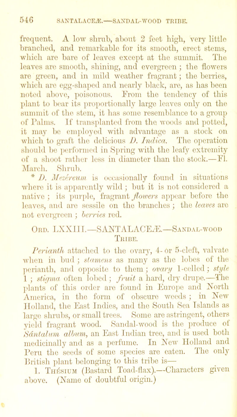 frequent. A low shrub, about 2 feet high, very little branched, and remarkable for its smooth, erect stems, which are bare of leaves except at the summit. The leaves are smooth, shining, and evergreen; the flowers are green, and in mild weather fragrant; the berries, which are egg-shaped and nearly black, are, as has been noted above, poisonous. From the tendency of this plant to bear its proportionally large leaves only on the summit of the stem, it has some resemblance to a group of Palms. If transplanted from the woods and potted, it may be employed with advantage as a stock on which to graft the delicious 1). Inclica. The operation should be performed in Spring with the leafy extremity of a shoot rather loss in diameter than the stock.—FI. March. Shrub. * D. Mezereum is occasionally found in situations where it is apparently wild; but it is not considered a native; its purple, fragrant flowers appear before the leaves, and are sessile on the branches; the leaves are not evergreen ; berries red. Ord. LXXIII.—SANTALACEIE.—Sandal-wood Tribe. Perianth, attached to the ovary, 4- or 5-cleft, valvate when in bud ; stamens as many as the lobes of the perianth, and opposite to them; ovary 1-celled; style 1 ; stigma often lobed ; fruit a hard, dry drupe.—The plants of this order are found in Europe and North America, in the form of obscure weeds ; in New Holland, the East Indies, and the South Sea Islands as large shrubs, or small trees. Some are astringent, others yield fragrant Avood. Sandal-wood is the produce ol Sdntalum album, an East Indian tree, and is used both medicinally and as a perfume. In Ncav Holland and Peru the seeds of some species are eaten. The only British plant belonging to this tribe is— 1. TufisiUM (Bastard Toad-flax).—Characters given above. (Name of doubtful origin.)