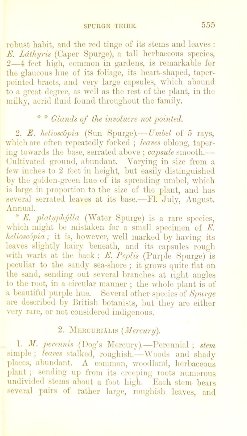robust liabit, and the red tinge of its stems and leaves : E. Lathyris (Caper Spurge), a tall herbaceous species, 2—4 feet high, common in gardens, is remarkable for the glaucous hue of its foliage, its heart-shaped, taper- pointed bracts, and very large capsules, which abound to a great degree, as well as the rest of the plant, in the milky, acrid fluid found throughout the family. * * Glands of the involucre not pointed. 2. E. helioscopia (Sun Spurge).— Umbel of 5 rays, which are often repeatedly forked ; leaves oblong, taper- ing towards the base, serrated above ; capsule smooth.— Cultivated ground, abundant. Varying in size from a few inches to 2 feet in height, but easily distinguished by the golden-green hue of its spreading umbel, which is large in proportion to the size of the plant, and has several serrated leaves at its base.—11. July, August. Annual. * E. platyphylla (Water Spurge) is a rare species, which might be mistaken for a small specimen of E. helioscopia ; it is, however, well marked by having its leaves slightly hairy beneath, and its capsules rough with warts at the back : E. Peplis (Purple Spurge) is peculiar to the sandy sea-shore; it grows quite flat on the sand, sending out several branches at right angles to the root, in a circular manner ; the whole plant is of a beautiful purple hue. Several other species of Spurge are described by British botanists, but they are either very rare, or not considered indigenous. 2. Mercurialis {Mercury). 1. M. perennis (Dog’s Mercury).—Perennial; stem simple ; leaves stalked, roughish.—Woods and shady places, abundant. A common, woodland, herbaceous plant ; sending up from its creeping roots numerous undivided stems about a foot high. Each stem bears several pairs of rather large, roughish leaves, and