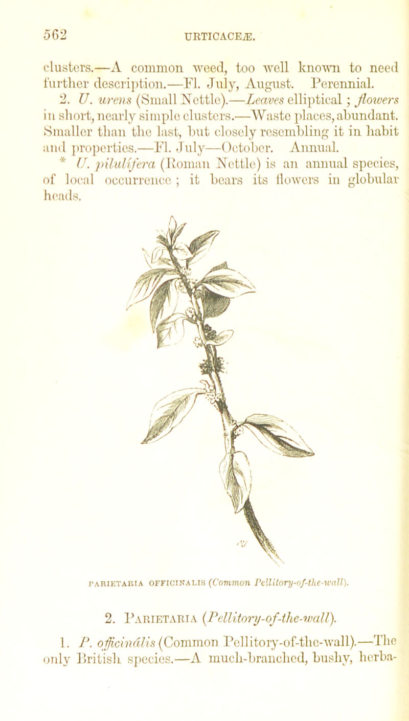 clusters.—A common weed, too well known to need further description.—FI. July, August. Perennial. 2. U. urens (Small Nettle).—Leaves elliptical; flowers in short, nearly simple clusters.—Waste places,abundant. Smaller than the last, but closely resembling it in habit and properties.—FI. July—October. Annual. * U. pilulifera (Roman Nettle) is an annual species, of local occurrence ; it bears its llowers in globular heads. parietakia OFriciNALis (Common Pellilory-of-the-wa.il). 2. Parietaria (Pellitory-of-the-wall). 1. P. oflicindlis (Common Pellitory-of-the-wall).—The only British species.—A much-branched, bushy, herba-