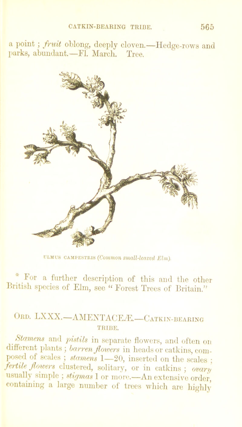 a point ; fruit oblong, deeply cloven.—Iledge-rows and parks, abundant.—FI. March. Tree. t-'Liius cam hostels (Common small-leaved Elm). For a further description of this and the other British species of Elm, see “ Forest Trees of Britain.” Ord. LXXX.—AMENTACETE1—Catkin-bearing TRIBE. Stamens and pistils in separate flowers, and often on different plants ; barren Jlovjers in heads or catkins, com- posed of scales ; stamens 1—20, inserted on the scales ; fertile flowers clustered, solitary, or in catkins ; ovary usually simple ; stigmas 1 or more.—An extensive order, containing a large number of trees which are highly