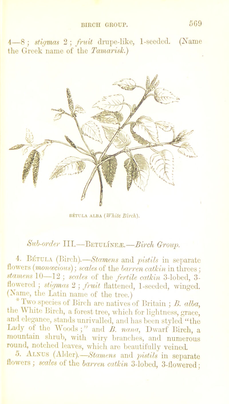 BIRCH GROUP. 5G9 4—8 ; stigmas 2 ; fruit drape-like, 1-seeded. (.Name the Greek name of the Tamarisk.) b£tula alba (White Birch). Sub-onler TIL—Betuun’iue.—Birch Group. 4. Betula (Birch).—Stamens and pistils in separate flowers (monoecious); scales of the barren catkin in threes; stamens 10—12 ; scales of the fertile catkin 3-lobed, 3- flowered ; stigmas 2 ; fruit flattened, 1-seeded, winged. (Name, the Latin name of the tree.) 1 wo species of Birch are natives of Britain ; B. alba, the W hitc Birch, a forest tree, which for lightness, grace, ami elegance, stands unrivalled, and has been styled “the Lady of the Woods ; ” and B . nana, Dwarf Birch, a mountain shrub, with wiry branches, and numerous round, notched leaves, which are beautifully veined. 5. Alnus (Alder).—Stamens and pistils in separate flowers ; scales of the barren catkin 3-lobed, 3-flowered ;