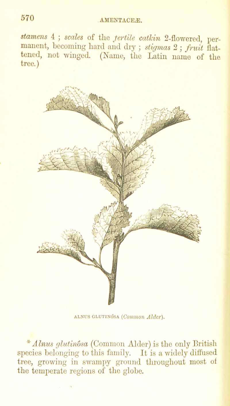 AMENTACEJE. stamens 4 ; scales of tlie fertile catkin 2-flowered, per- manent, becoming hard and dry ; stigmas 2 ; fruit flat- tened, not winged. (Name, the Latin name of the tree.) alnus glutinCisa (Common Alder). * Alnus glutinosa (Common Alder) is the only British species belonging to this family. It is a widely diffused tree, growing in swampy ground throughout most of the temperate regions of the globe.