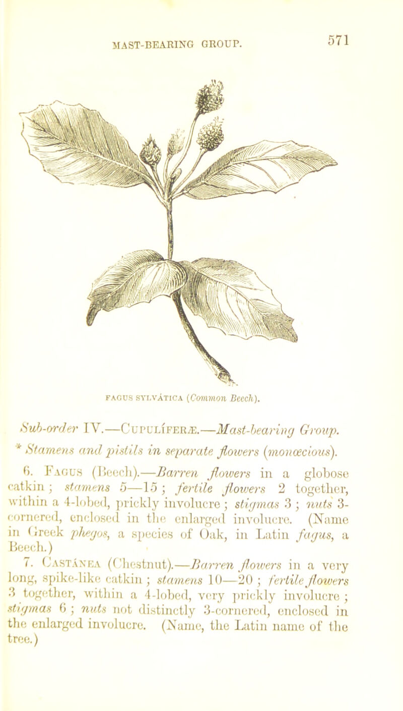 fagos sylvAtica (Common Bmli). Sub-order IV.—Cupulifer/E.—Mast-bearing Group. * Stamens and pistils in separate flowers (monoecious). (). Fagus (Beech).—Barren flowers in a globose catkin ; stamens 5—15 ] fertile flowers 2 together, within a 4-lobed, prickly involucre ; stigmas 3 ; nuts 3- comered, enclosed in the enlarged involucre. (Name in * ireek phegos, a species of Oak, in Latin fagus, a Beech.) 7. GastAnea (Chestnut).—Barren flowers in a very long, spike-like catkin ; stamens 10—20 ; fertile flowers 3 together, within a 4-lobed, very prickly involucre ; stigmas 6 ; nuts not distinctly 3-cornered, enclosed in the enlarged involucre. (Name, the Latin name of the tree.)