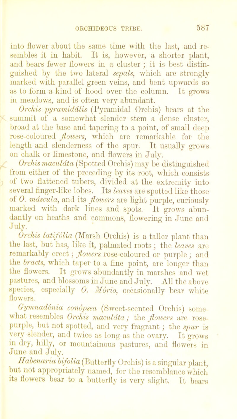 into flower about the same time with the last, and re- sembles it in habit. It is, however, a shorter plant, and bears fewer flowers in a cluster ; it is best distin- guished by the two lateral sepals, which are strongly marked with parallel green veins, and bent upwards so as to form a kind of hood over the column. It grows in meadows, and is often very abundant. Orchis pyramiddlis (Pyramidal Orchis) bears at the summit of a somewhat slender stem a dense cluster, broad at the base and tapering to a point, of small deep rose-coloured flowers, which are remarkable for the length and slenderness of the spin1. It usually grows on chalk or limestone, and flowers in July. Orchis maculdta (Spotted Orchis) may be distinguished from either of the preceding by its root, which consists of two flattened tubers, divided at the extremity into several finger-like lobes. Its leaves are spotted like those of 0. mdscula, and its flowers are light purple, curiously marked with dark lines and spots. It grows abun- dantly on heaths and commons, flowering in June and July. Orchis latifulia (Marsh Orchis) is a taller plant than the last, but has, like it, palmated roots; the leaves are remarkably erect ; flovvers rose-coloured or purple; and the bracts, which taper to a fine point, are longer than the flowers. It grows abundantly in marshes and wet pastures, and blossoms in June and July. All the above species, especially 0. Mario, occasionally bear white flowers. Gymnadenia conopsea (Sweet-scented Orchis) some- what resembles Orchis maculdta ; the flowers are rose- purple, but not spotted, and very fragrant ; the spur is very slender, and twice as long as the ovary. If grows in dry, hilly, or mountainous pastures, and flowers in June and July. Habenaria bifolia (Butterfly Orchis) is a singular plant, but not appropriately named, for the resemblance which its flowers bear to a butterfly is very slight. It bears